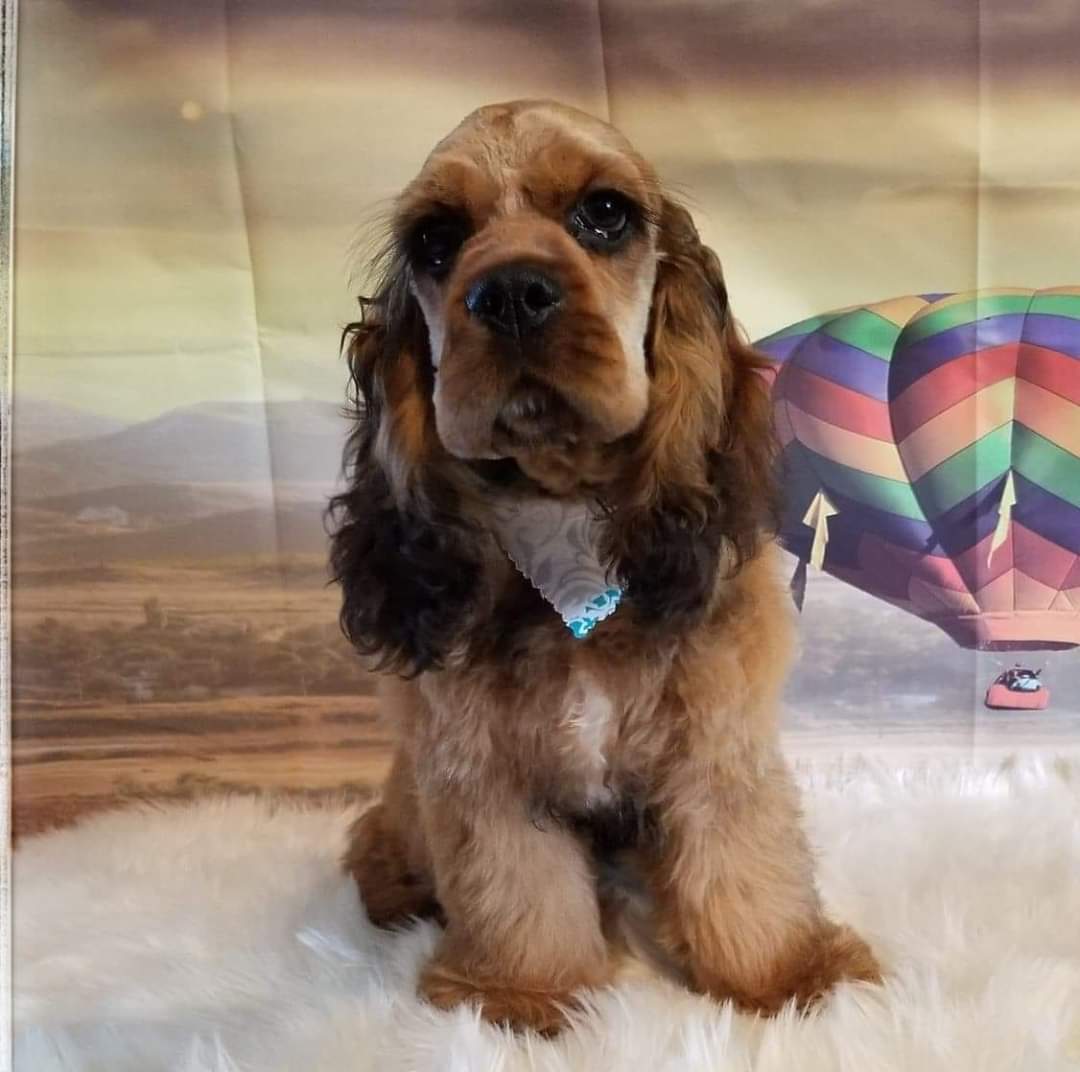 Groom & Board - Lockesburg, AR