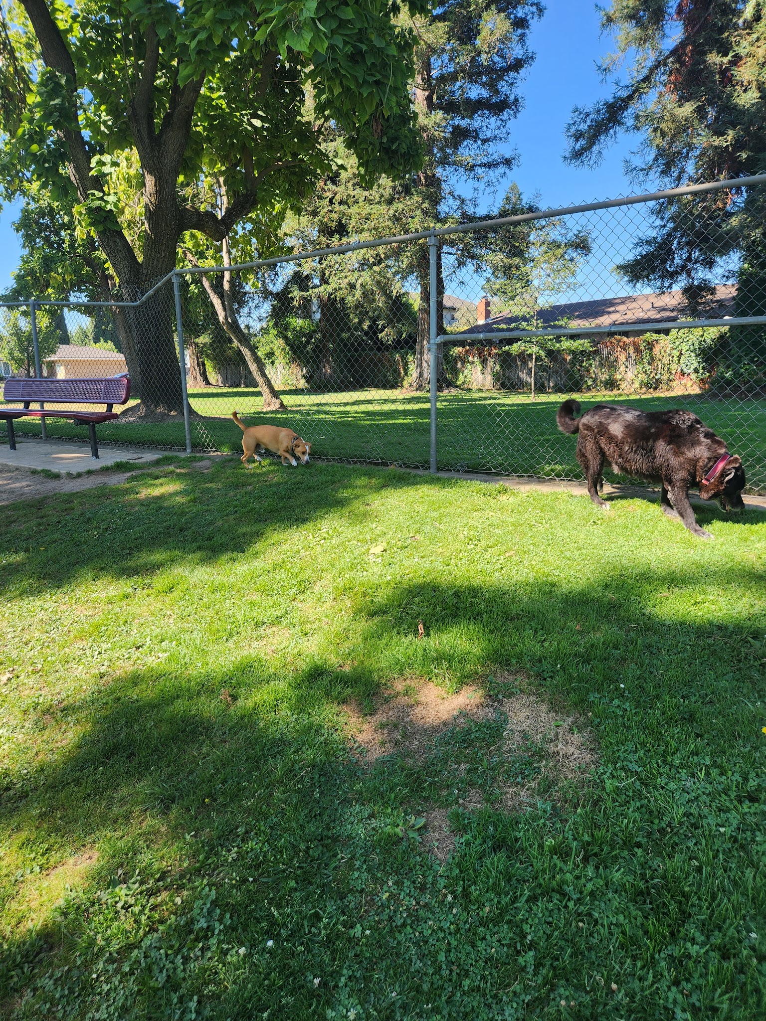 Vinewood Park - Lodi, CA