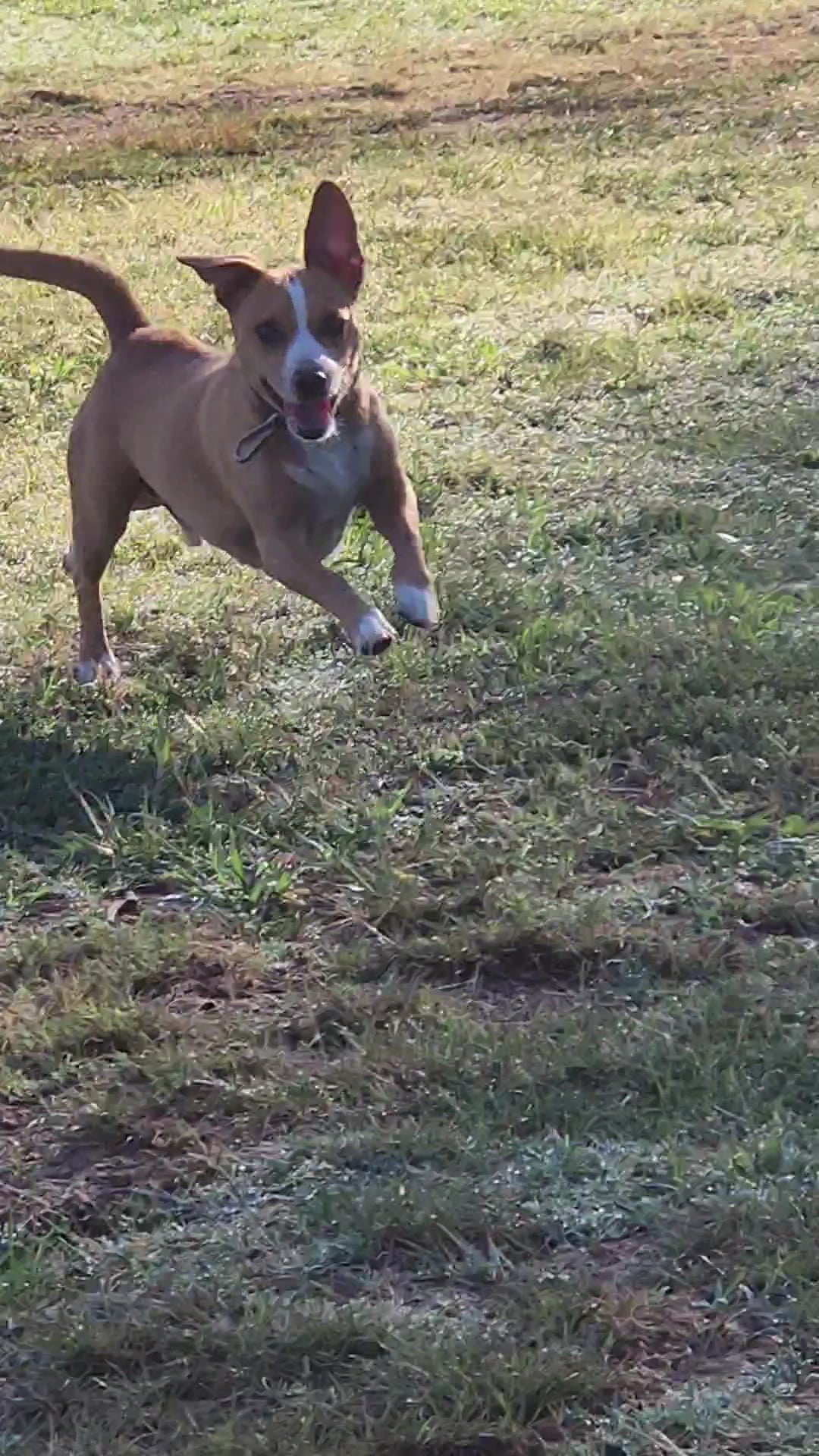 Vinewood Park - Lodi, CA