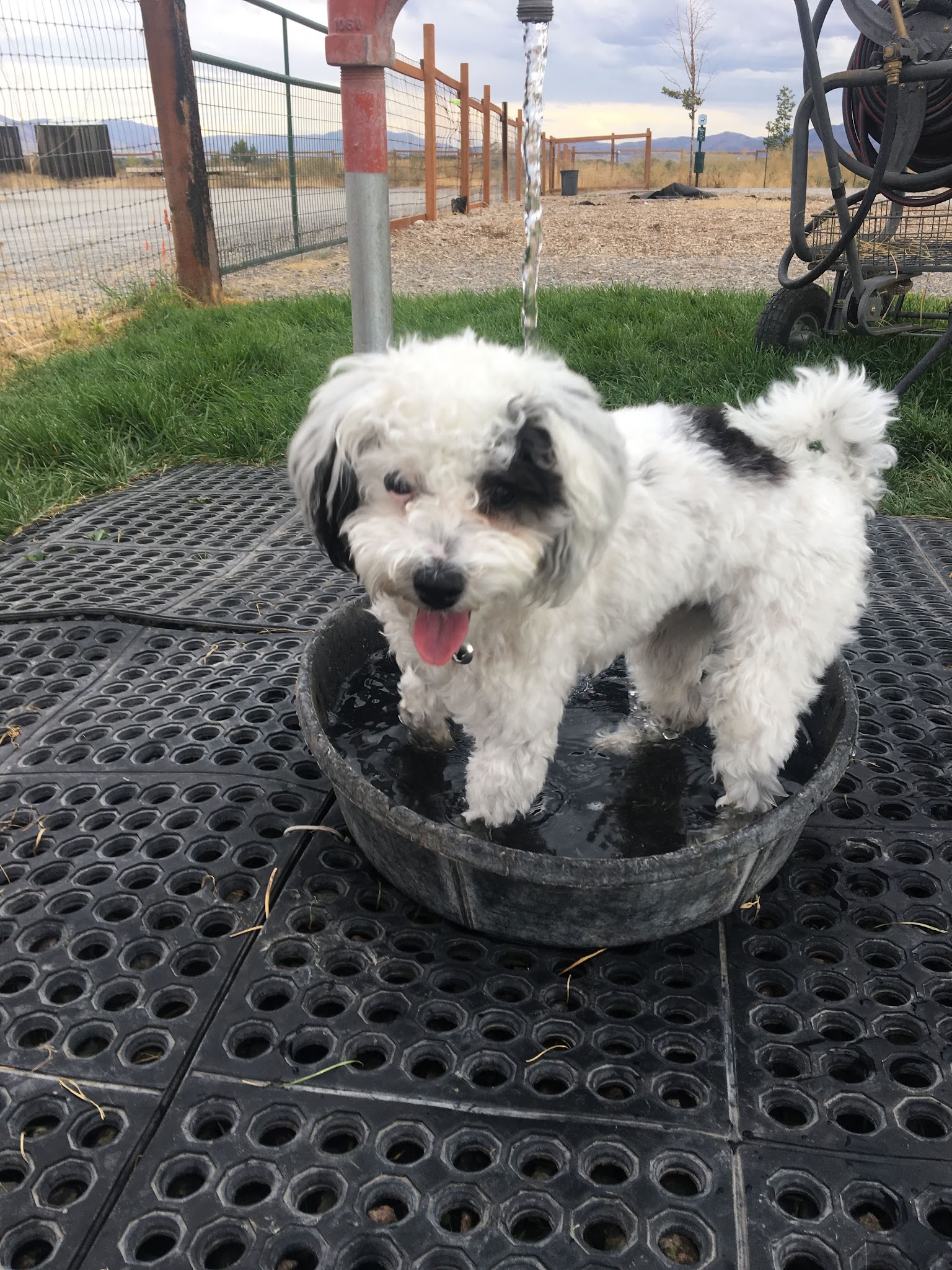 Cache Humane Society Dog Park - Logan, UT