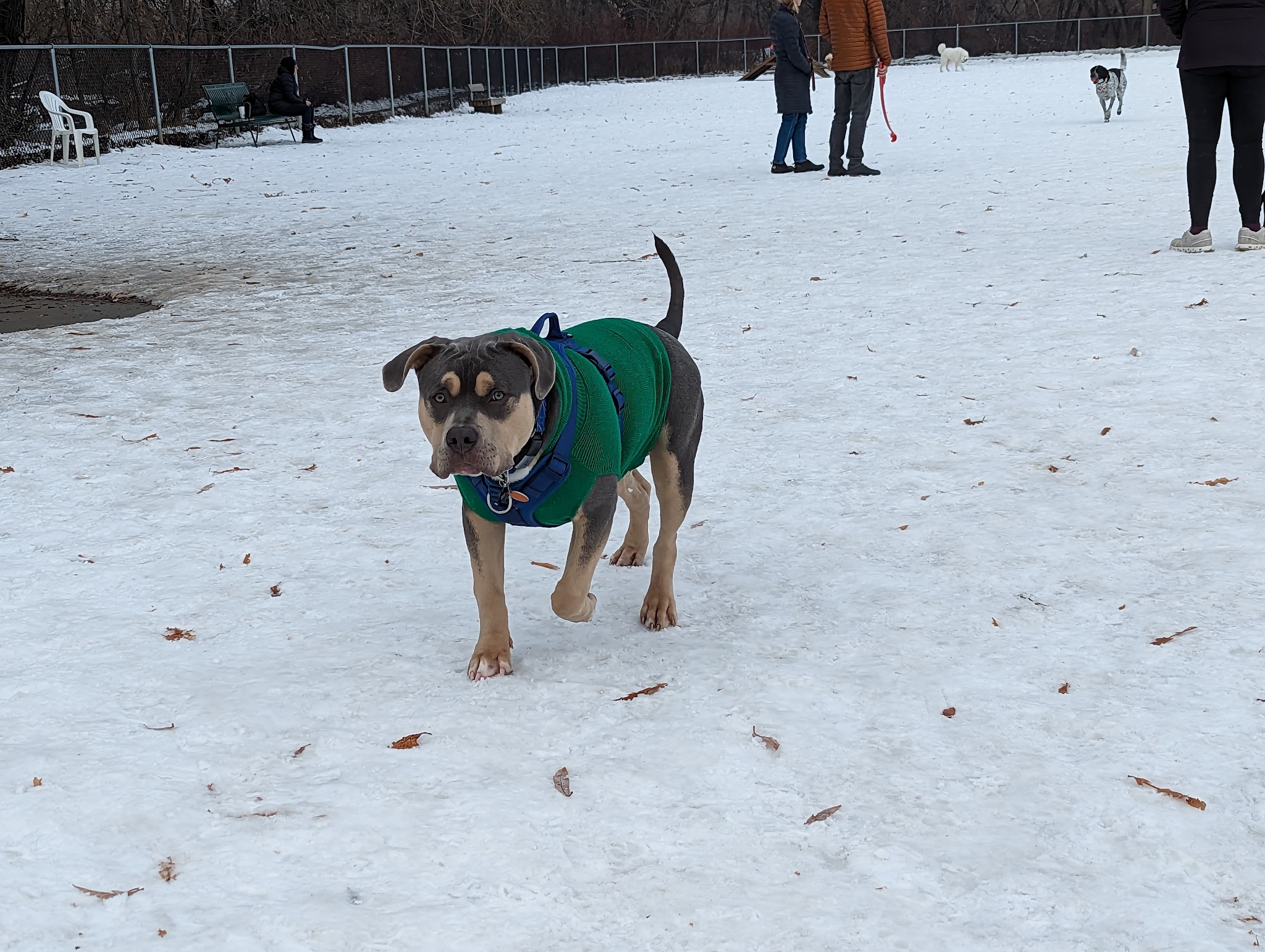 Dog Park - Logan, UT