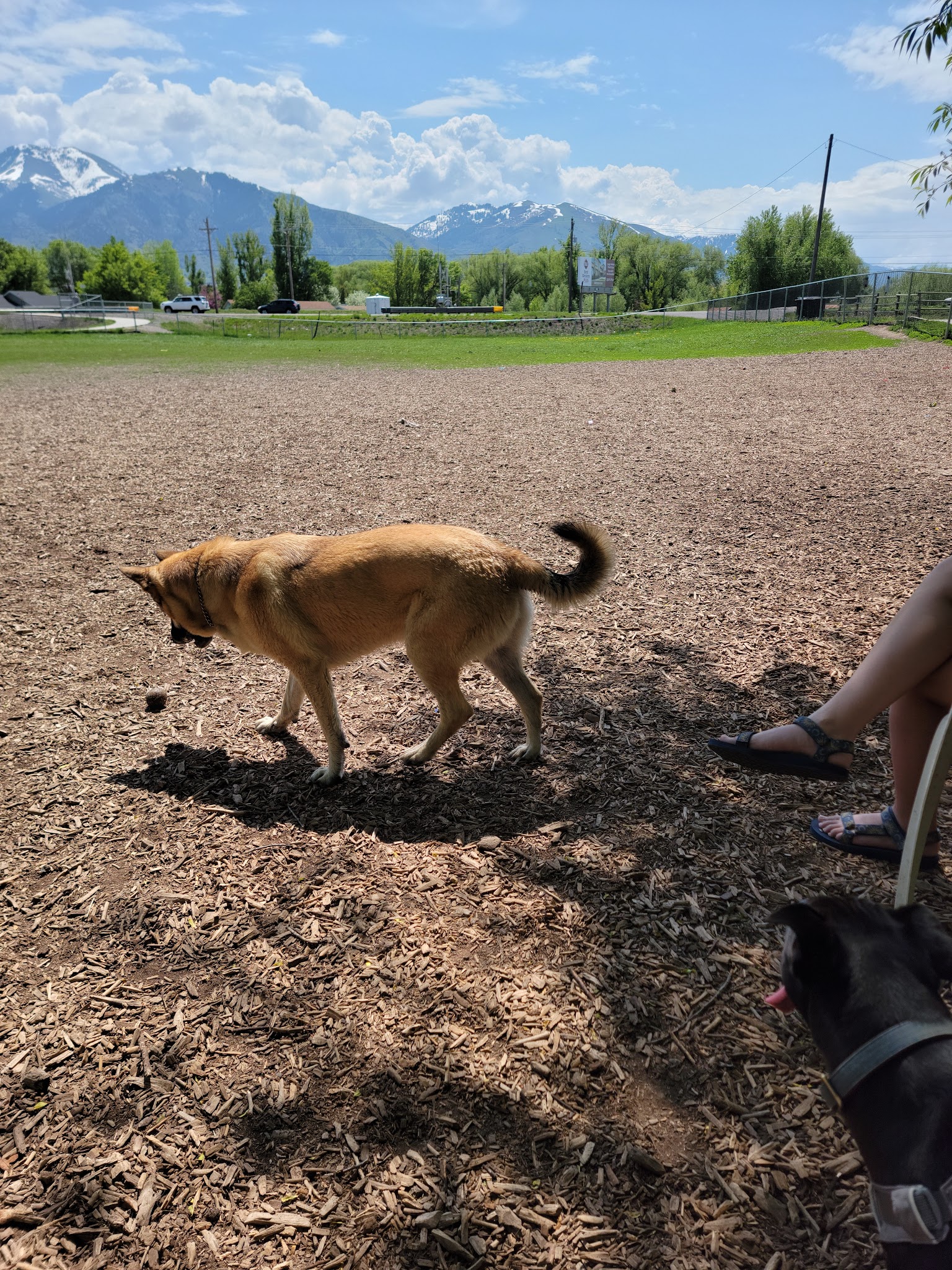 Dog Park - Logan, UT