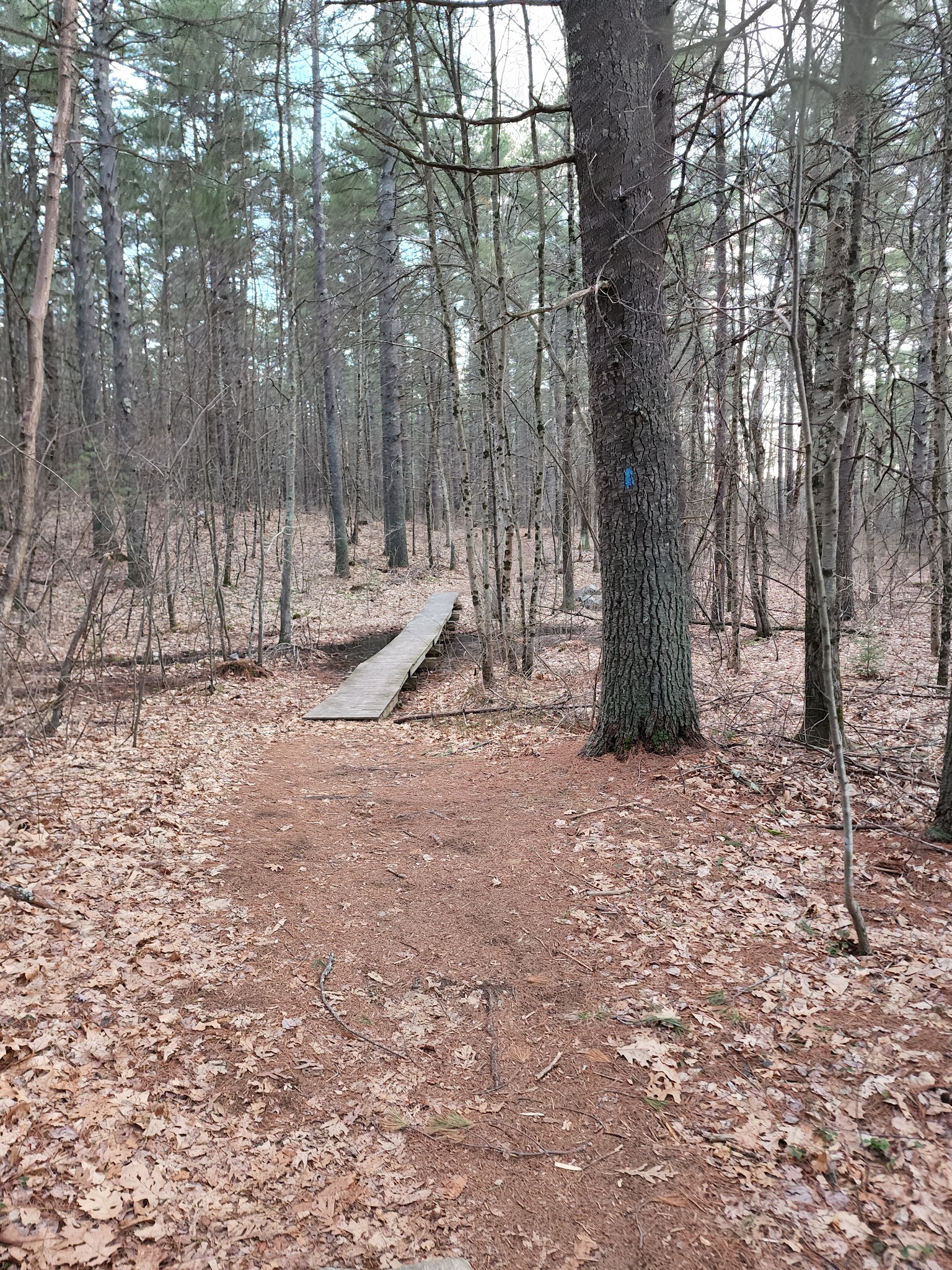 Kendall Pond Conservation Area - Londonderry, NH