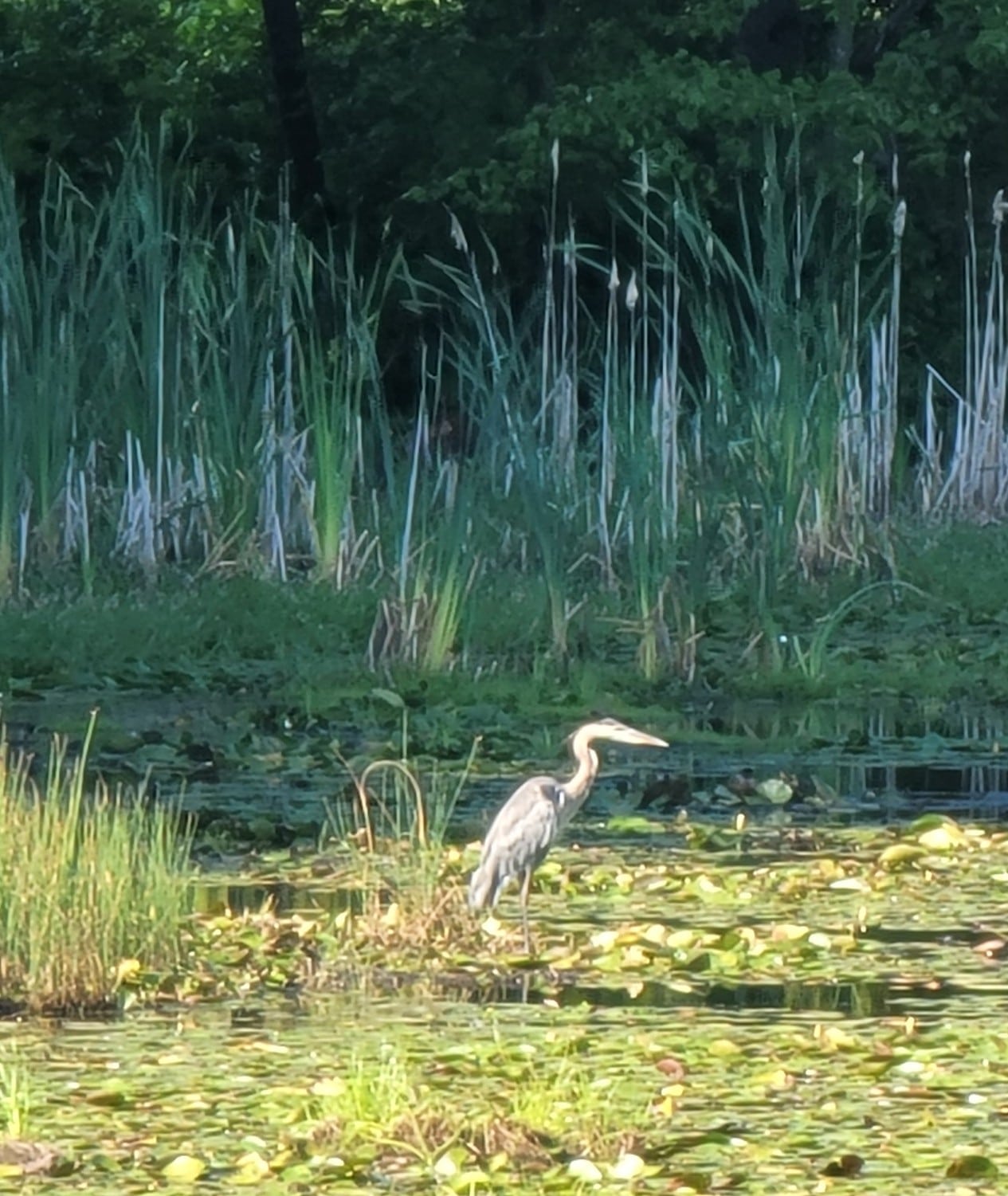 Londonderry Rail Trail - Londonderry, NH