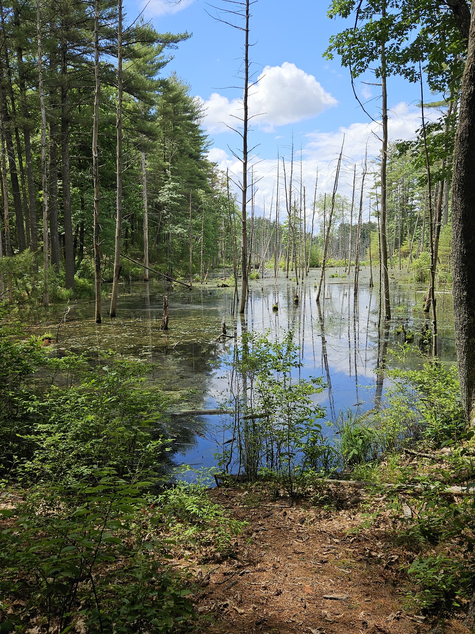 Musquash Conservation Area - Londonderry, NH