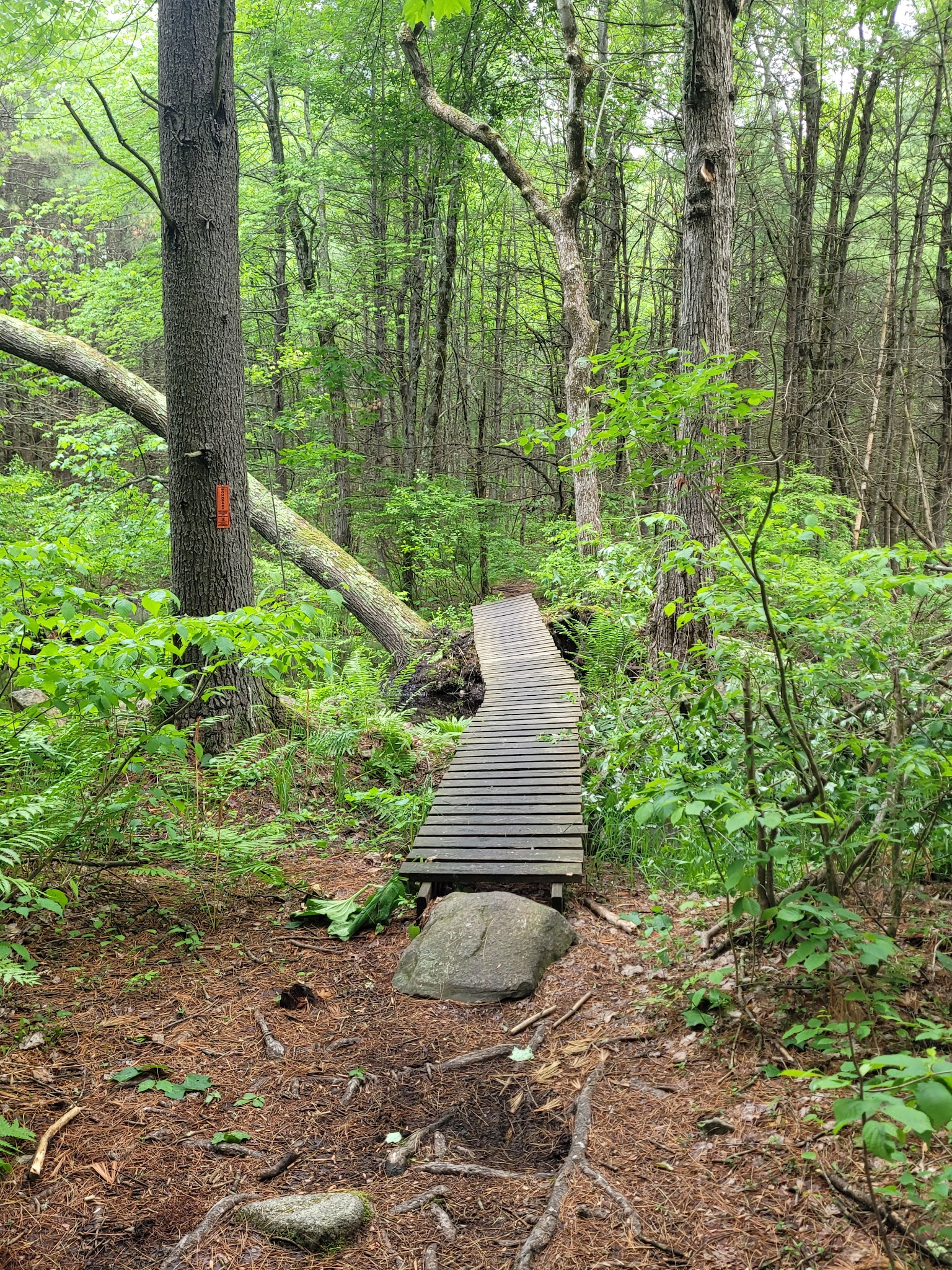 Musquash Conservation Area - Londonderry, NH