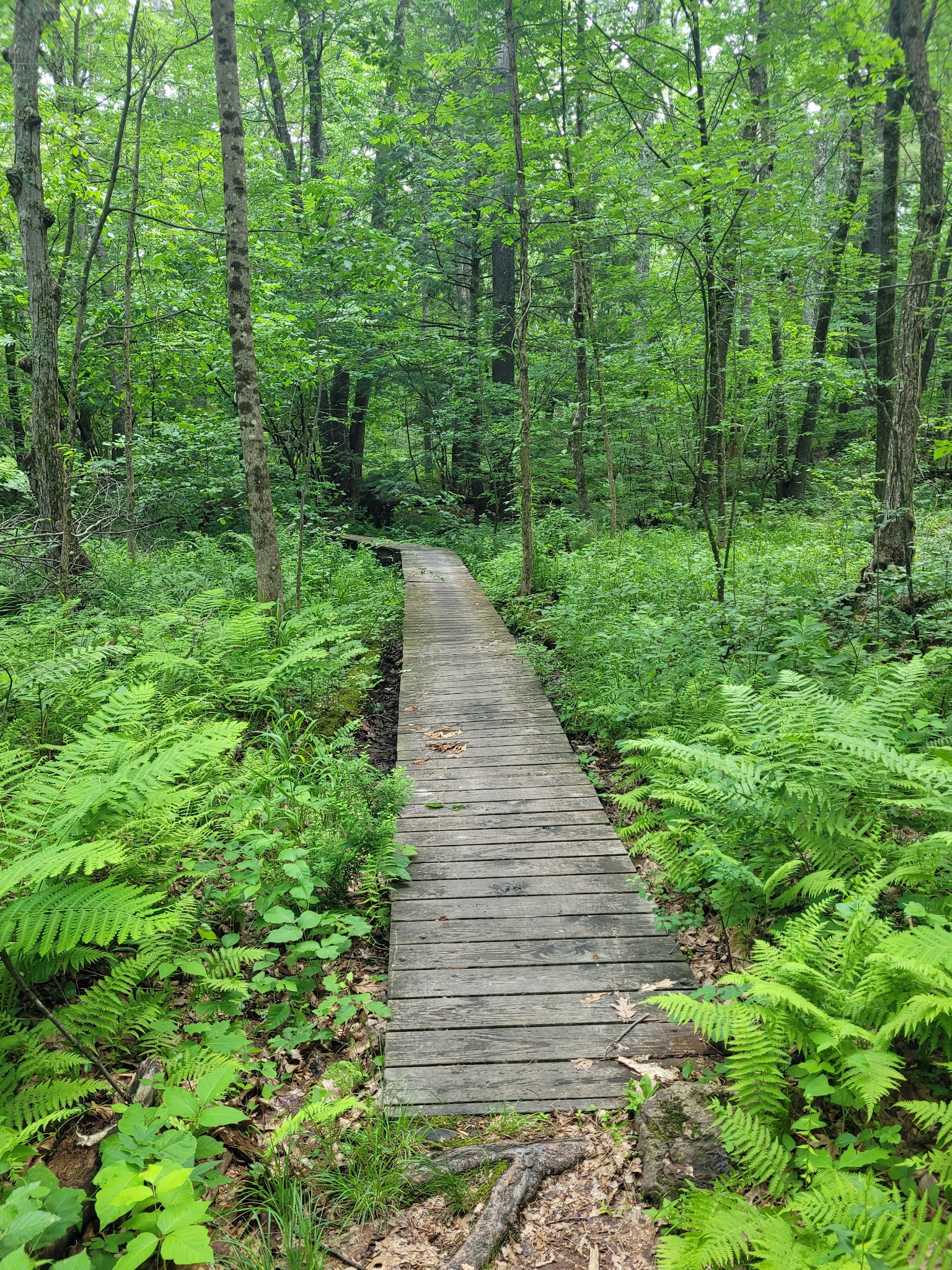 Musquash Conservation Area - Londonderry, NH