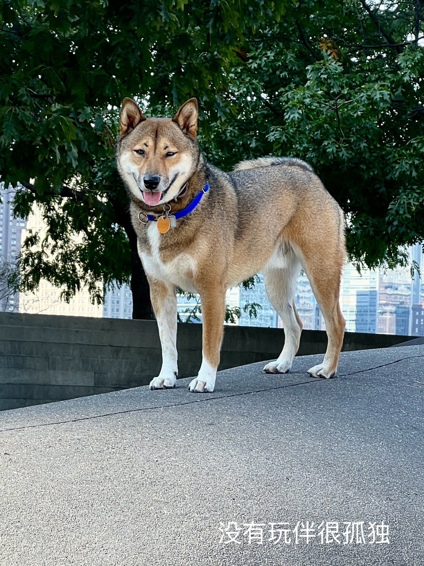 Gantry Big Dog Park - Long Island City, NY