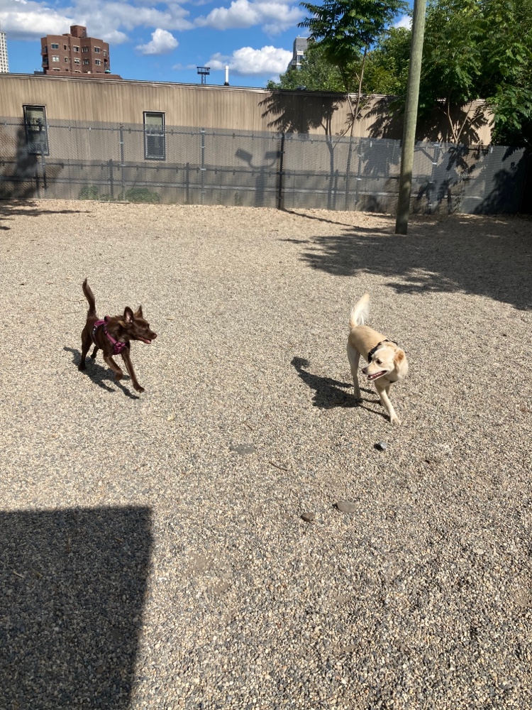 LIC Dog Park - Long Island City, NY