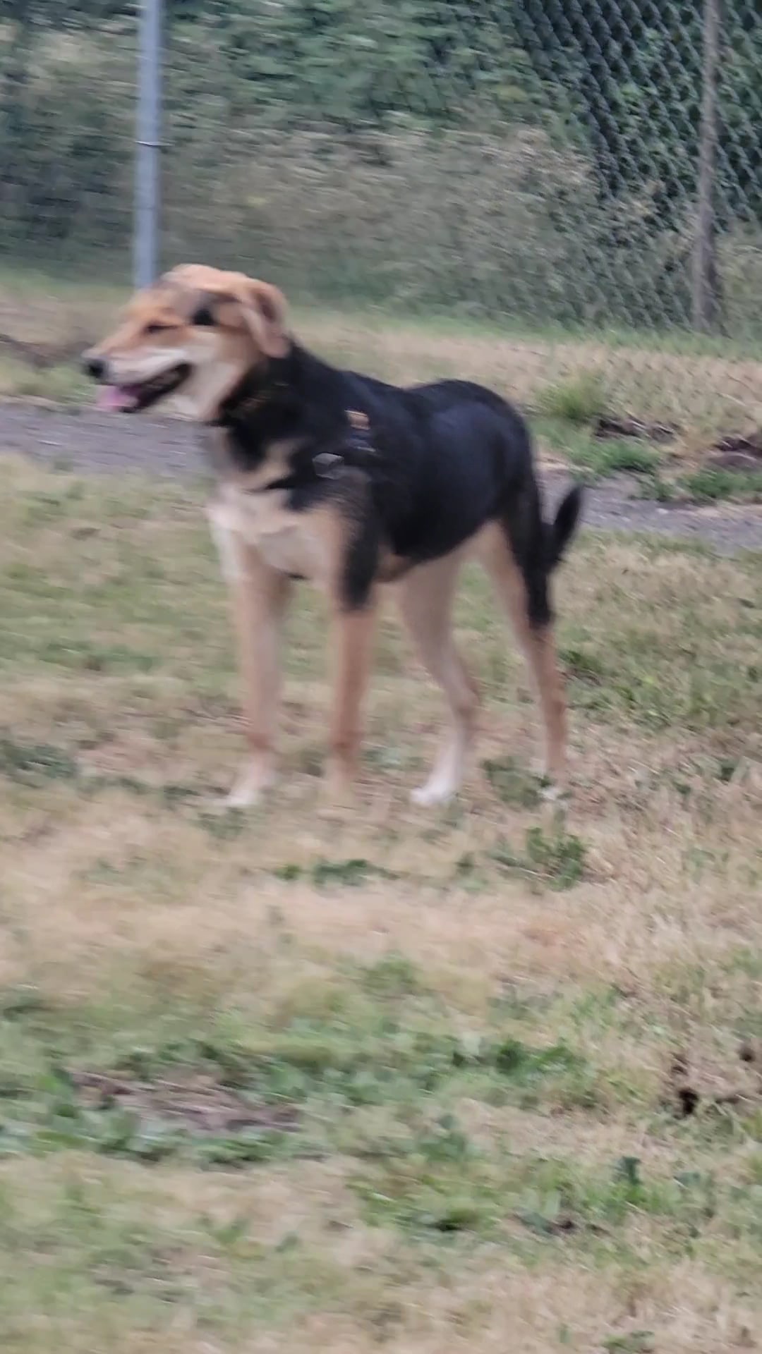 City of Longview Off Leash Dog Park - Longview, WA