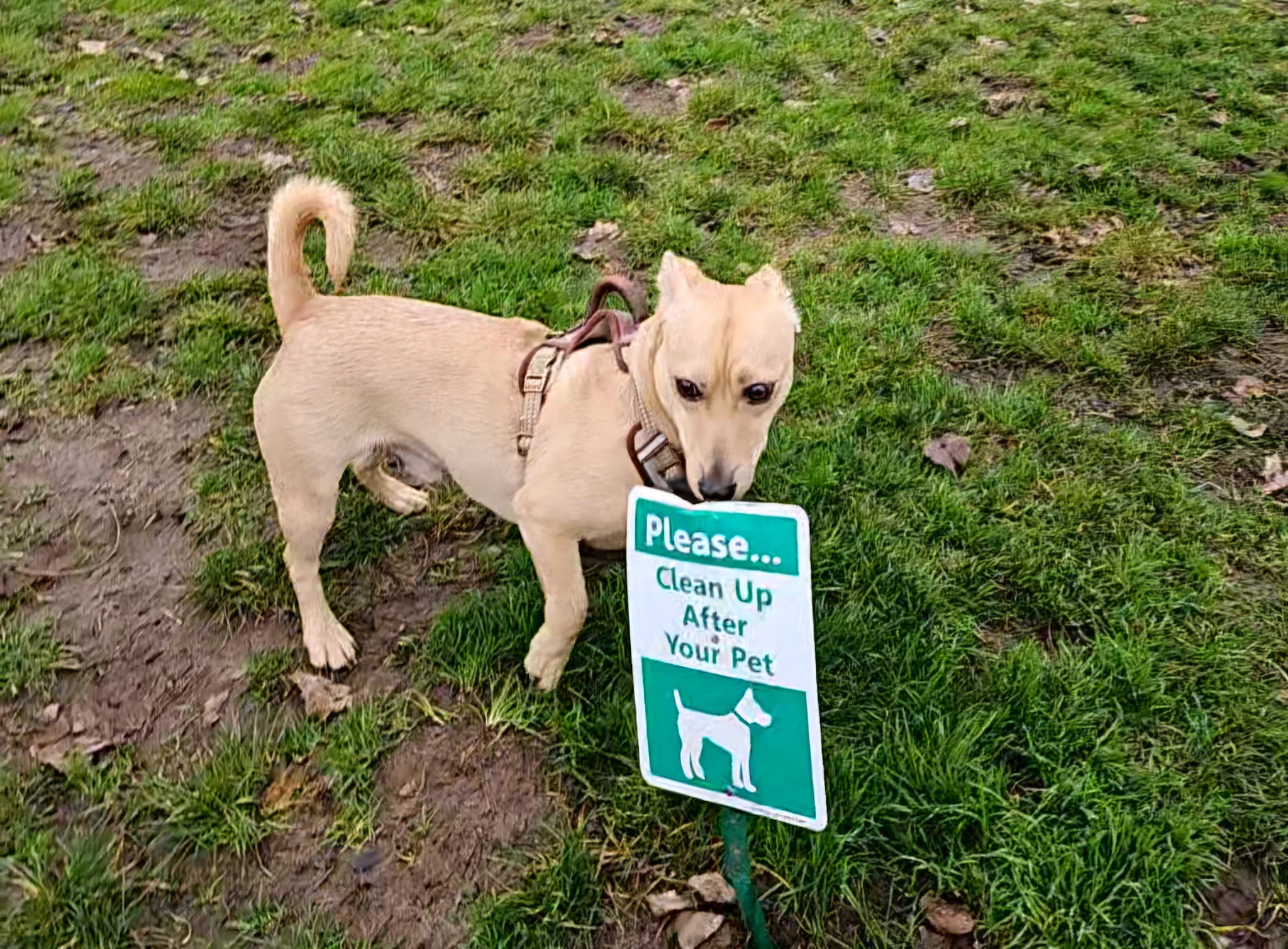 City of Longview Off Leash Dog Park - Longview, WA
