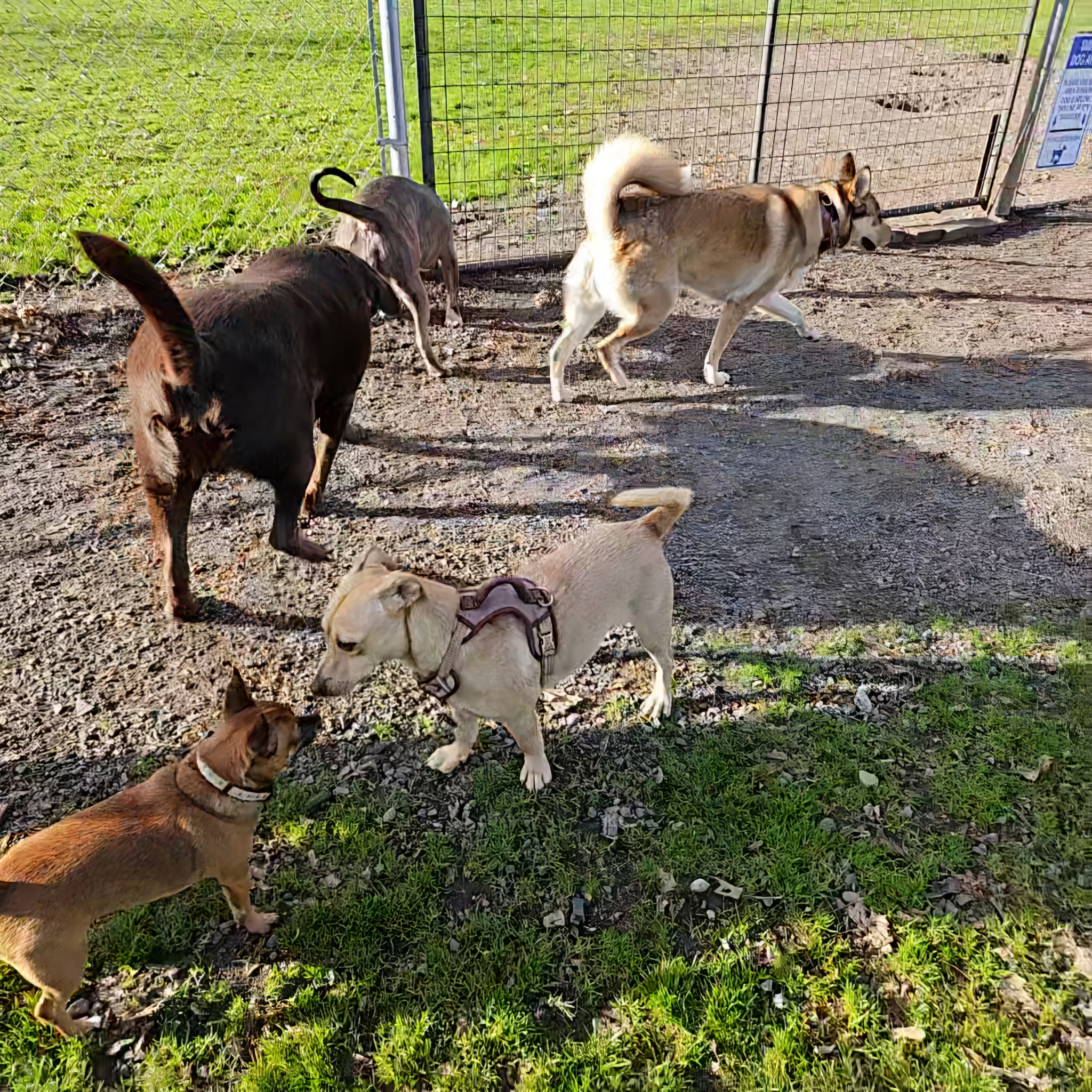 City of Longview Off Leash Dog Park - Longview, WA