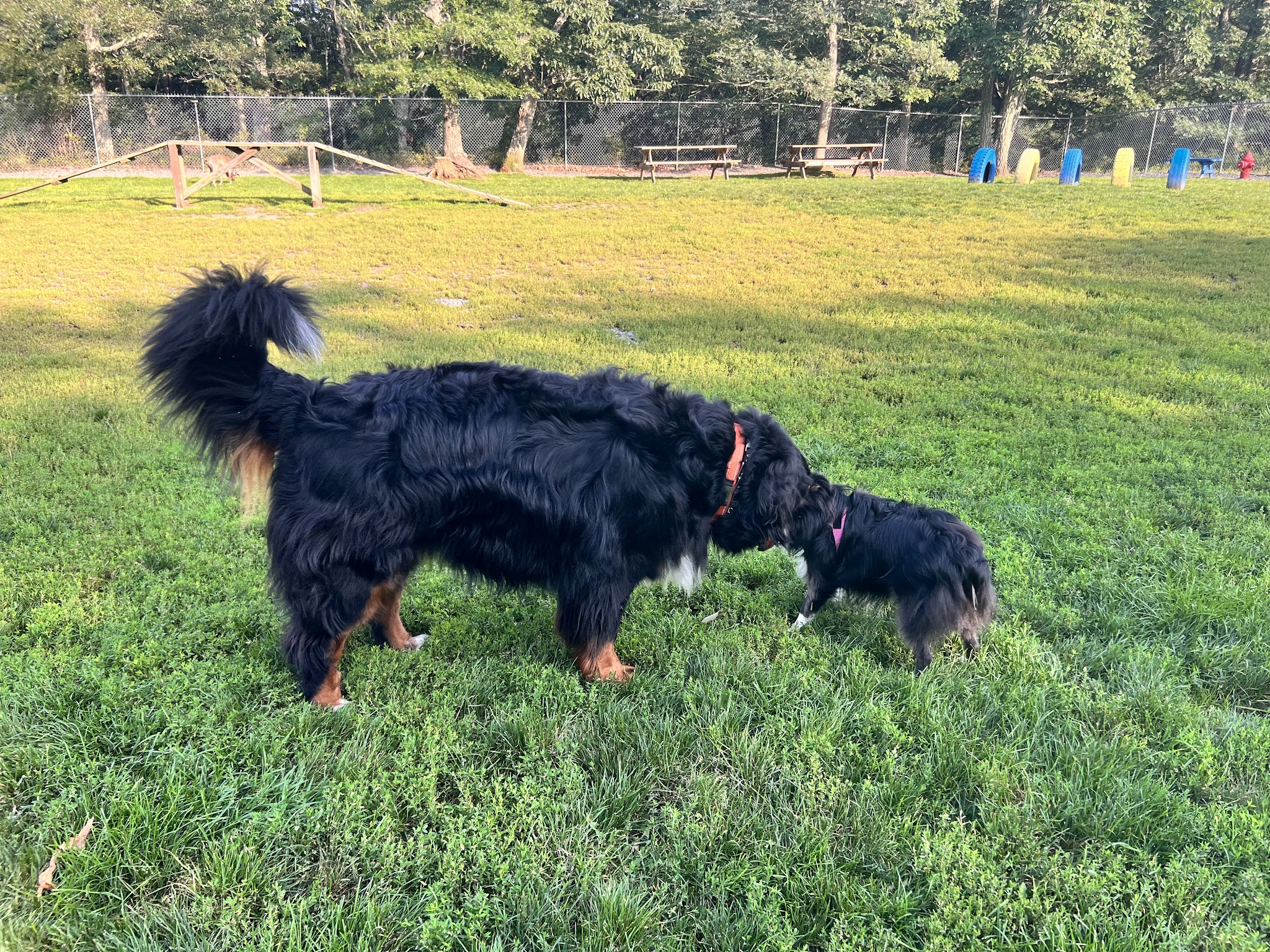 Hemlock Farms Dog Park - Lords Valley, PA