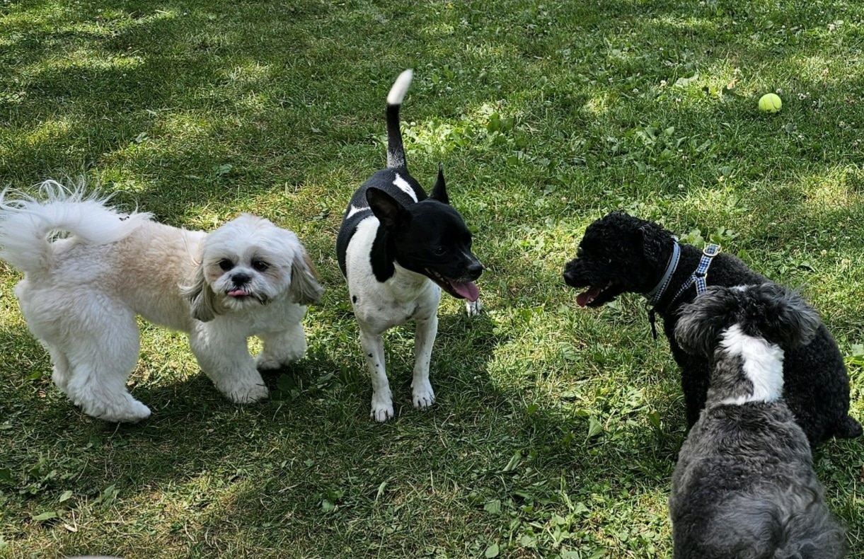 Hemlock Farms Dog Park - Lords Valley, PA