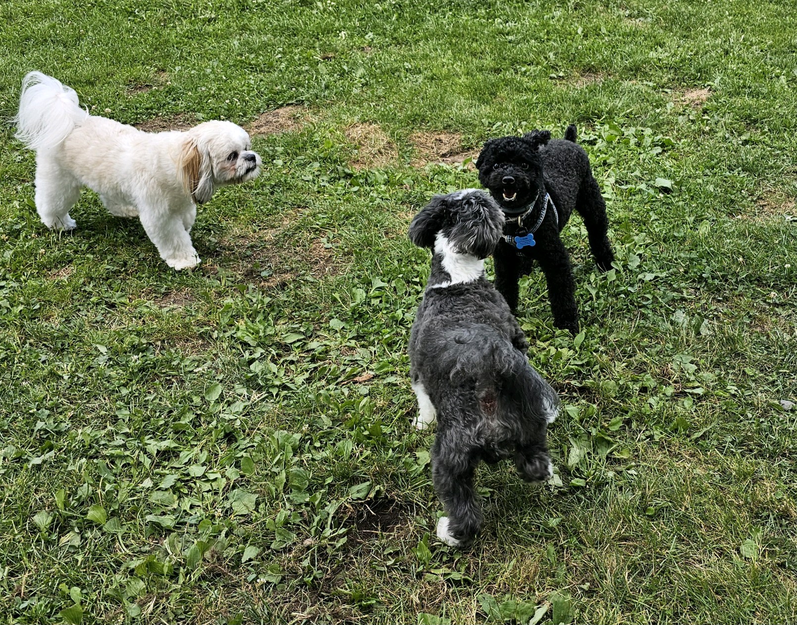 Hemlock Farms Dog Park - Lords Valley, PA
