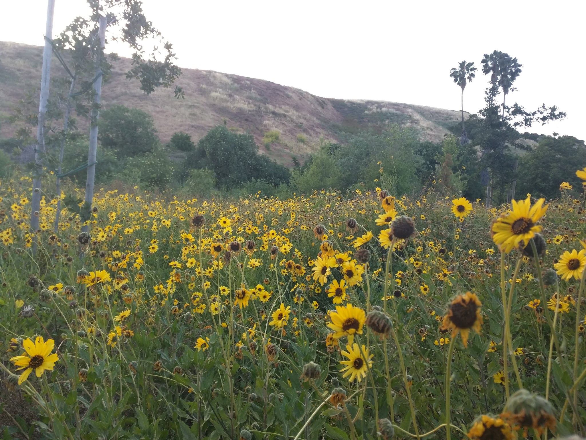 Ascot Hills Park - Los Angeles, CA