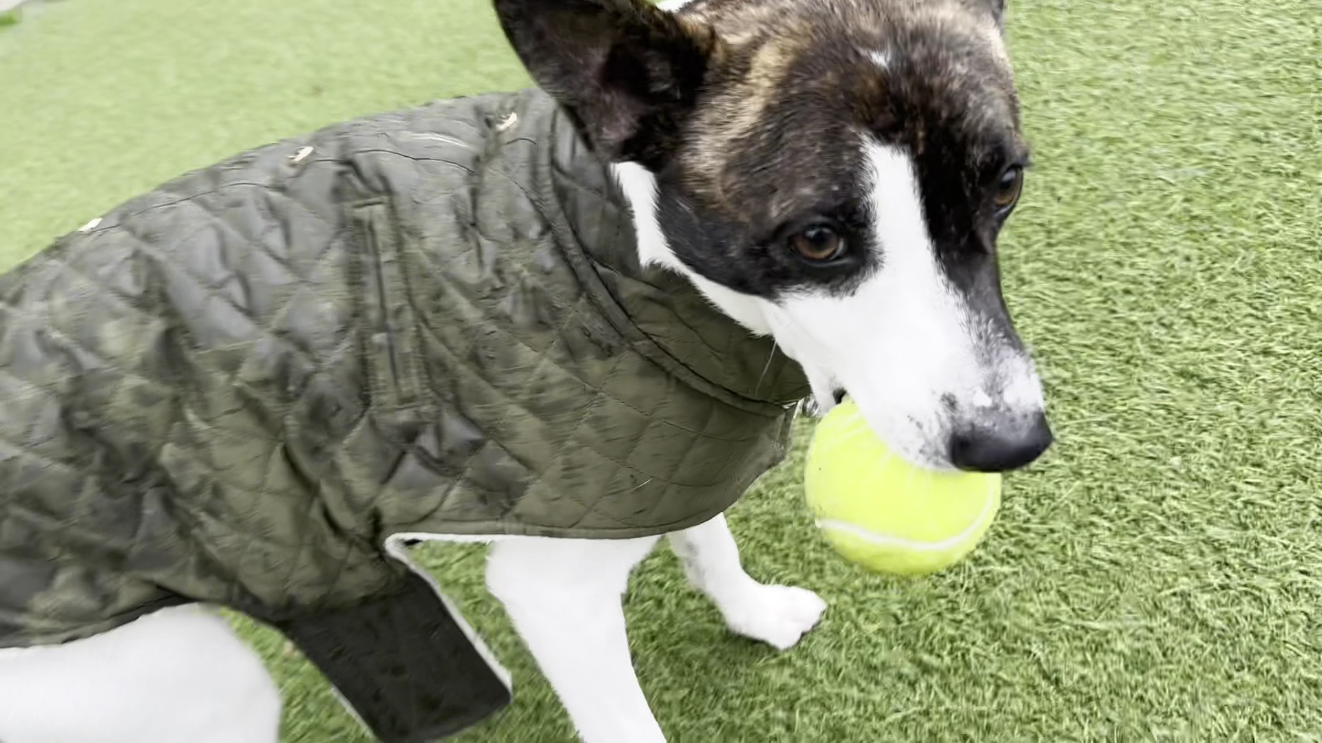 Bluff Creek Dog Park - Los Angeles, CA