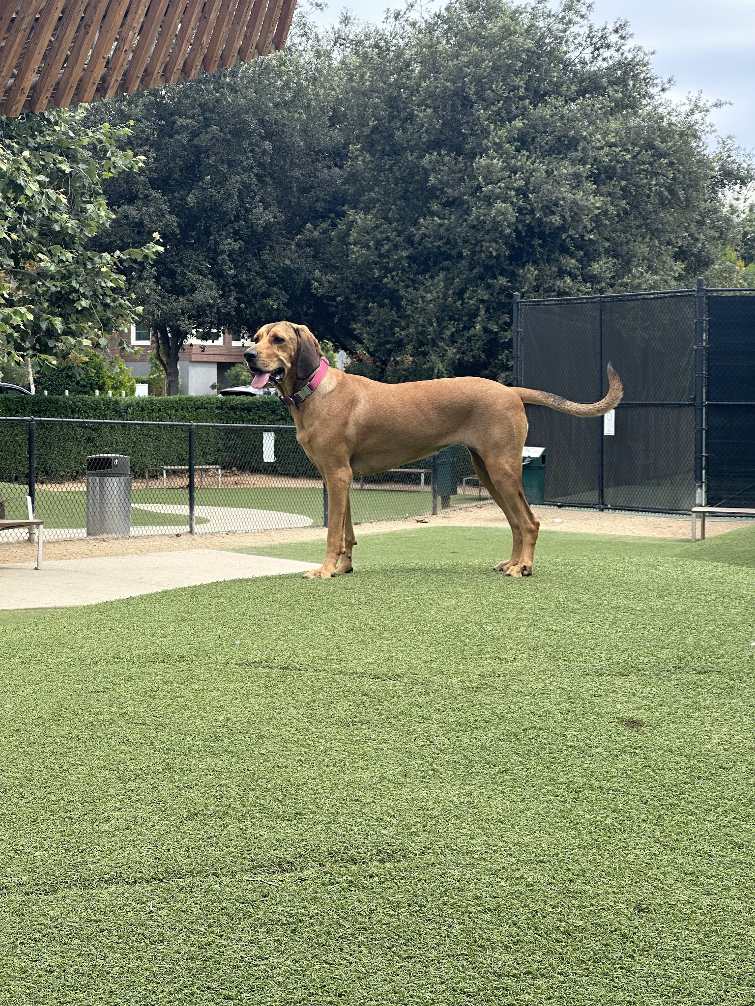 Bluff Creek Dog Park - Los Angeles, CA