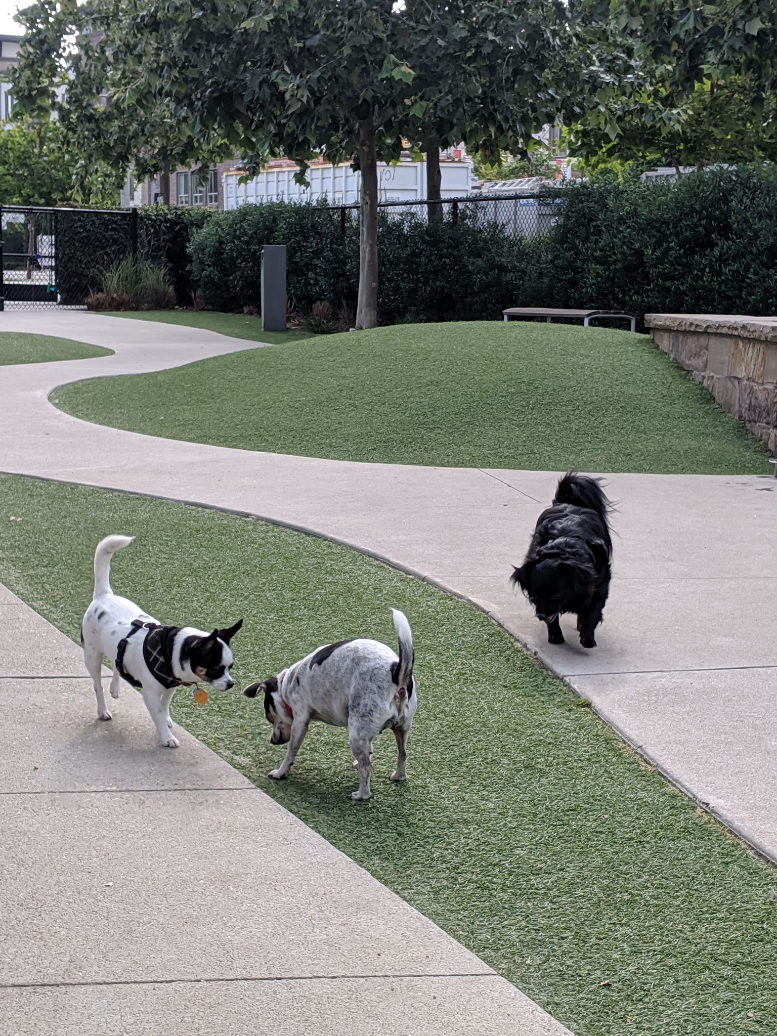 Bluff Creek Dog Park - Los Angeles, CA