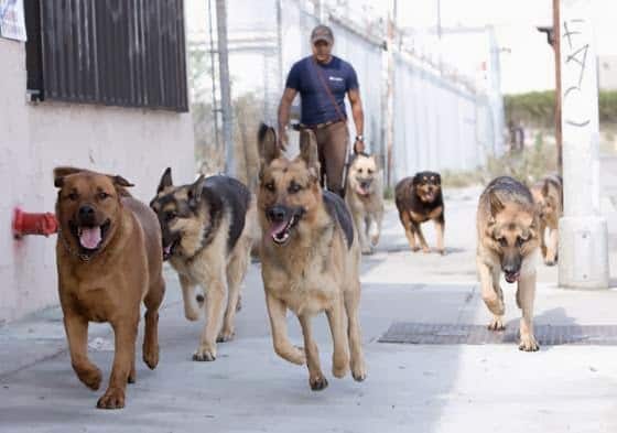 Brandon Fouche - Los Angeles, CA