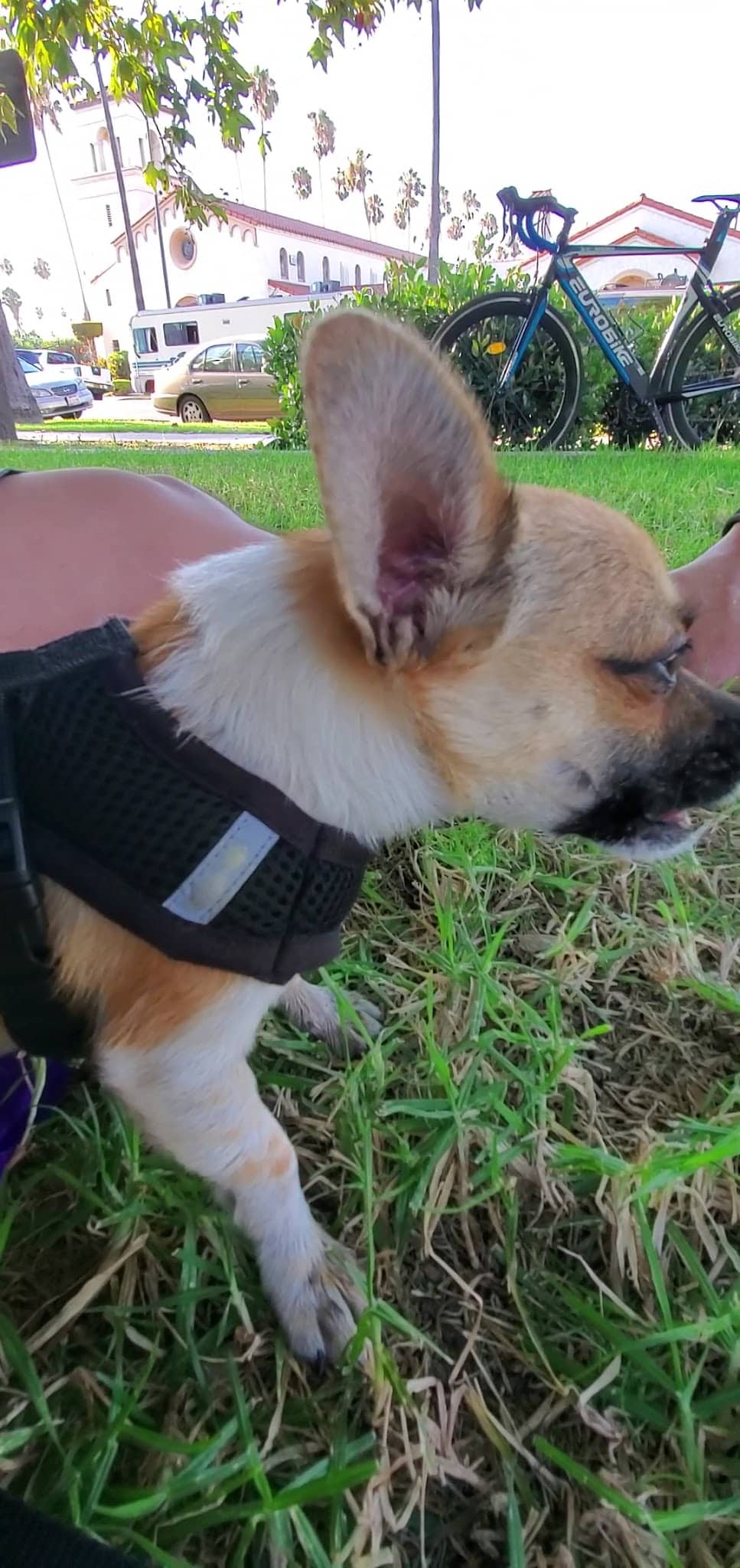 Chesterfield Square Park - Los Angeles, CA