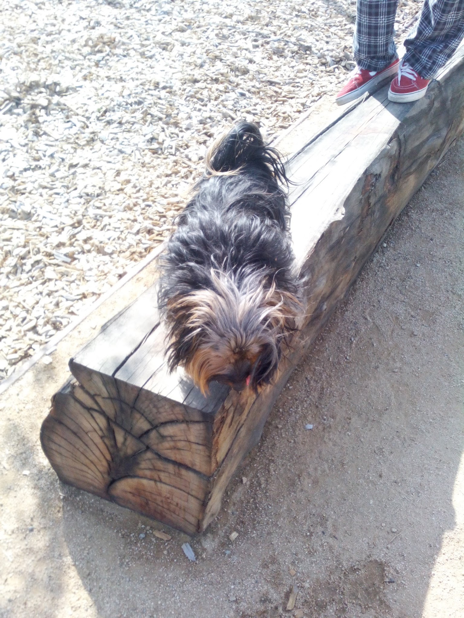 Magic Johnson dog park - Los Angeles, CA