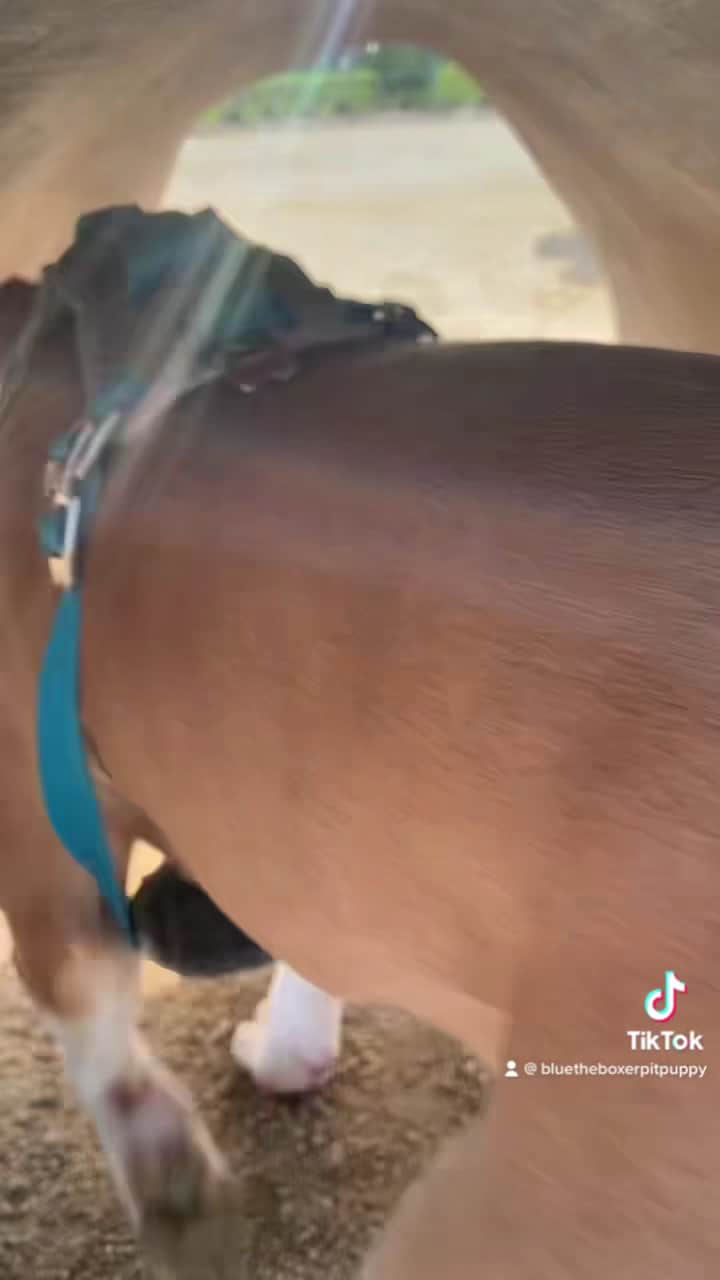 Magic Johnson dog park - Los Angeles, CA