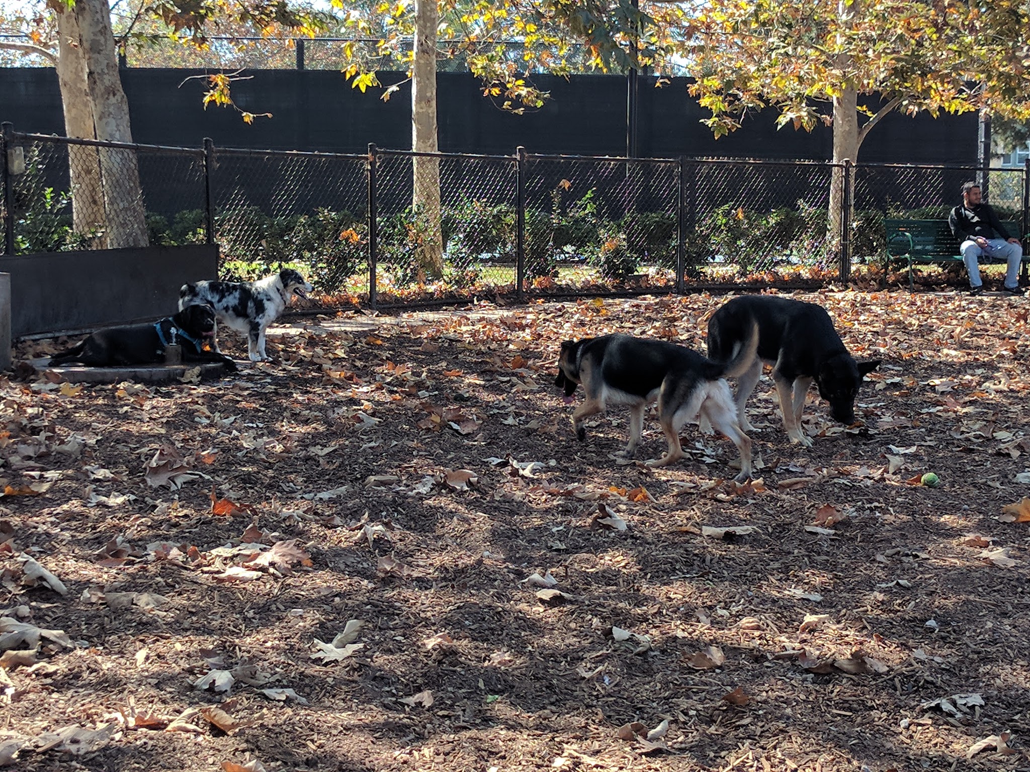 Oberrieder Dog Park - Los Angeles, CA