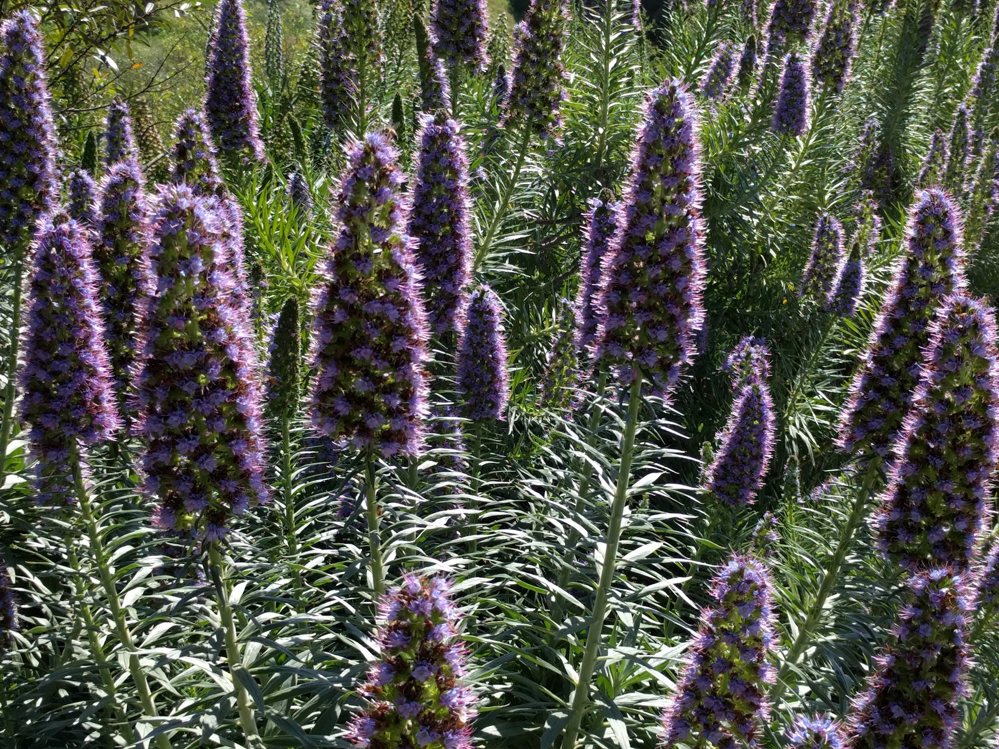 Oberrieder Dog Park - Los Angeles, CA