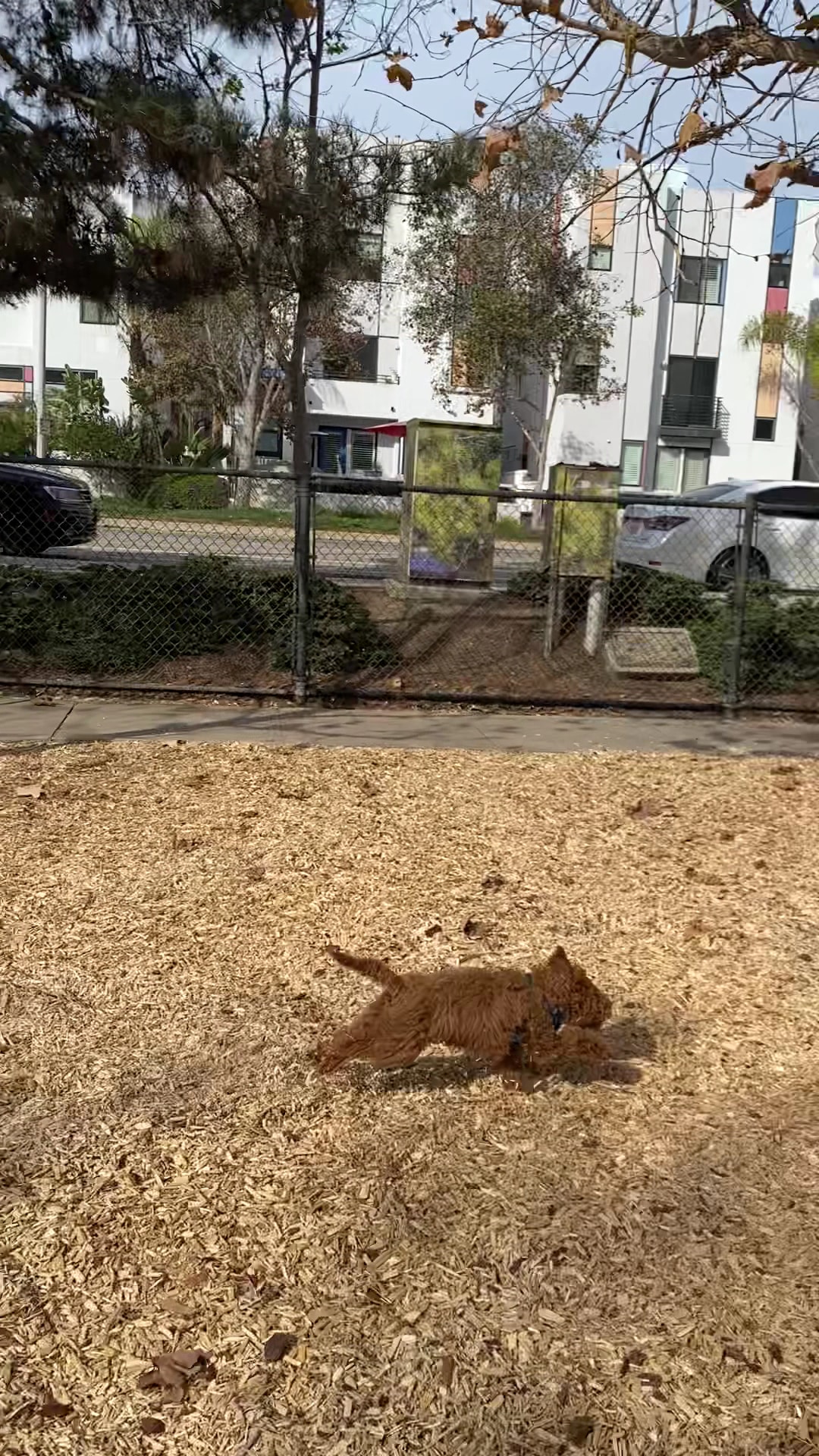 Oberrieder Dog Park - Los Angeles, CA