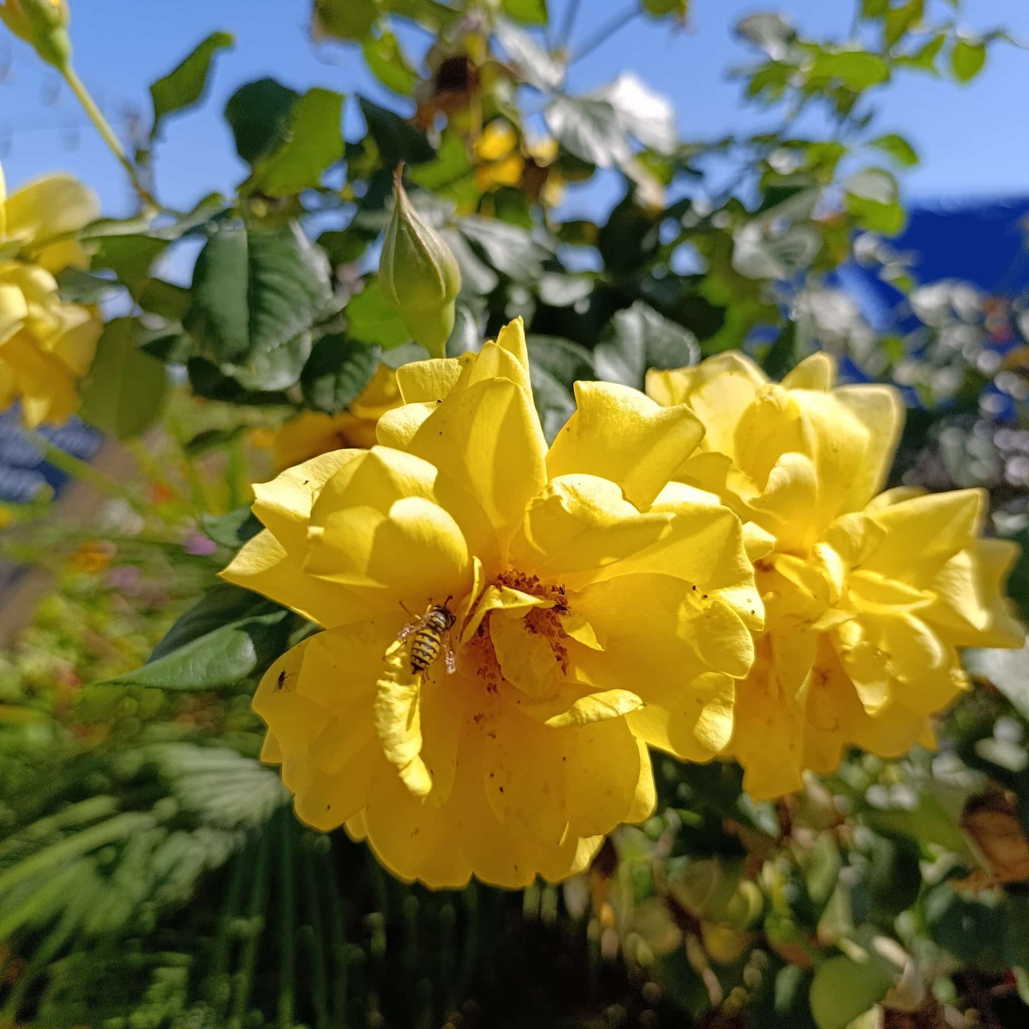 South Lawn - Los Angeles, CA