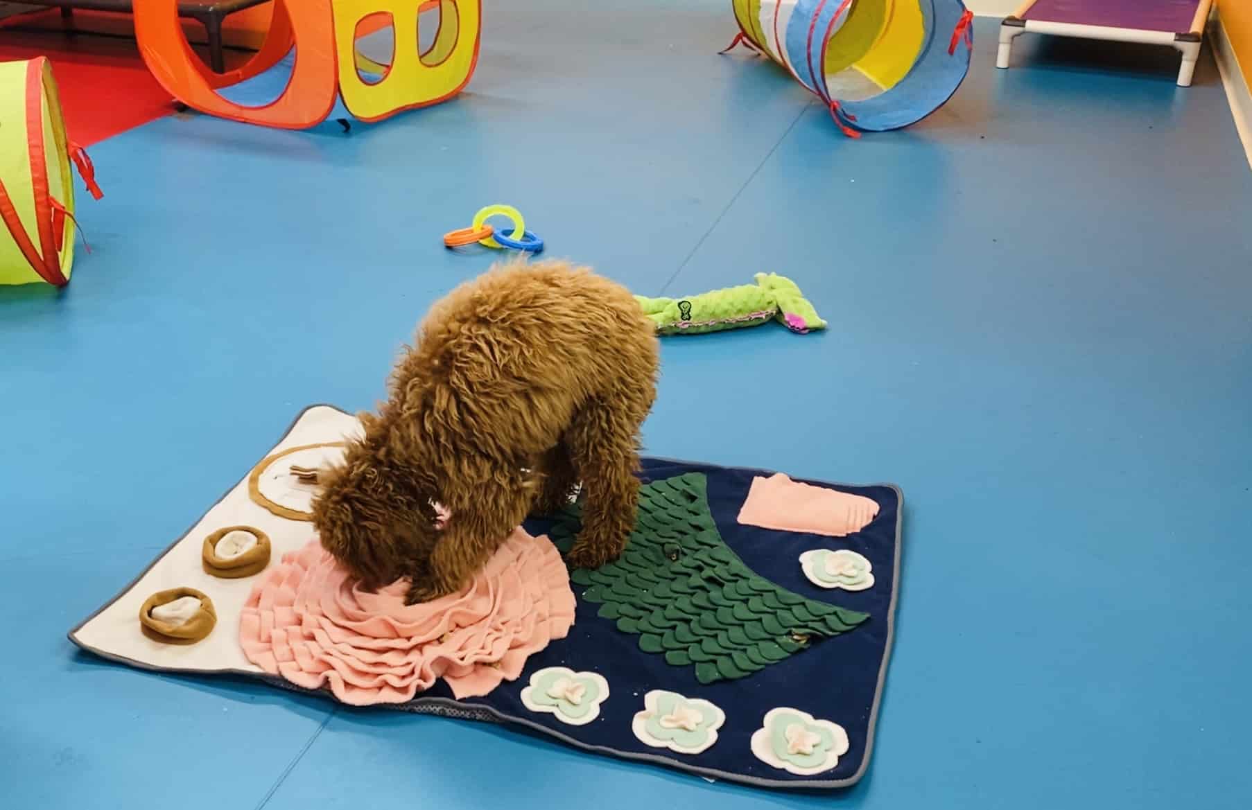 South Park Doggie - Doggieland (LA) - Los Angeles, CA