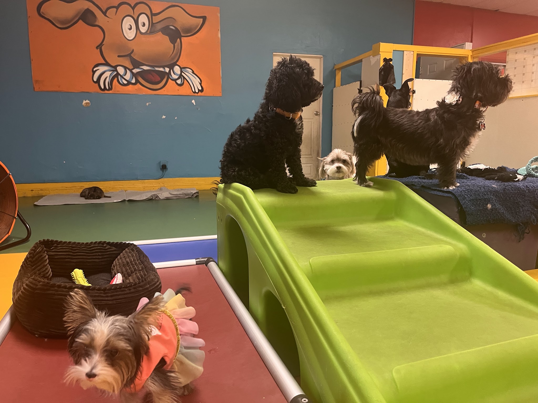 South Park Doggie - Playland (DTLA) - Los Angeles, CA