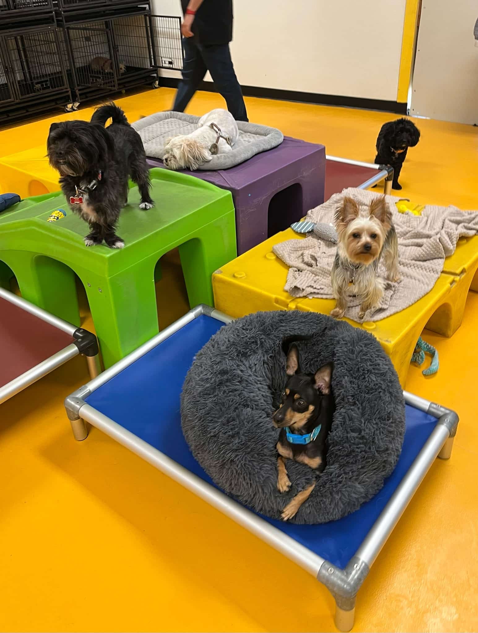 South Park Doggie - Playland (DTLA) - Los Angeles, CA