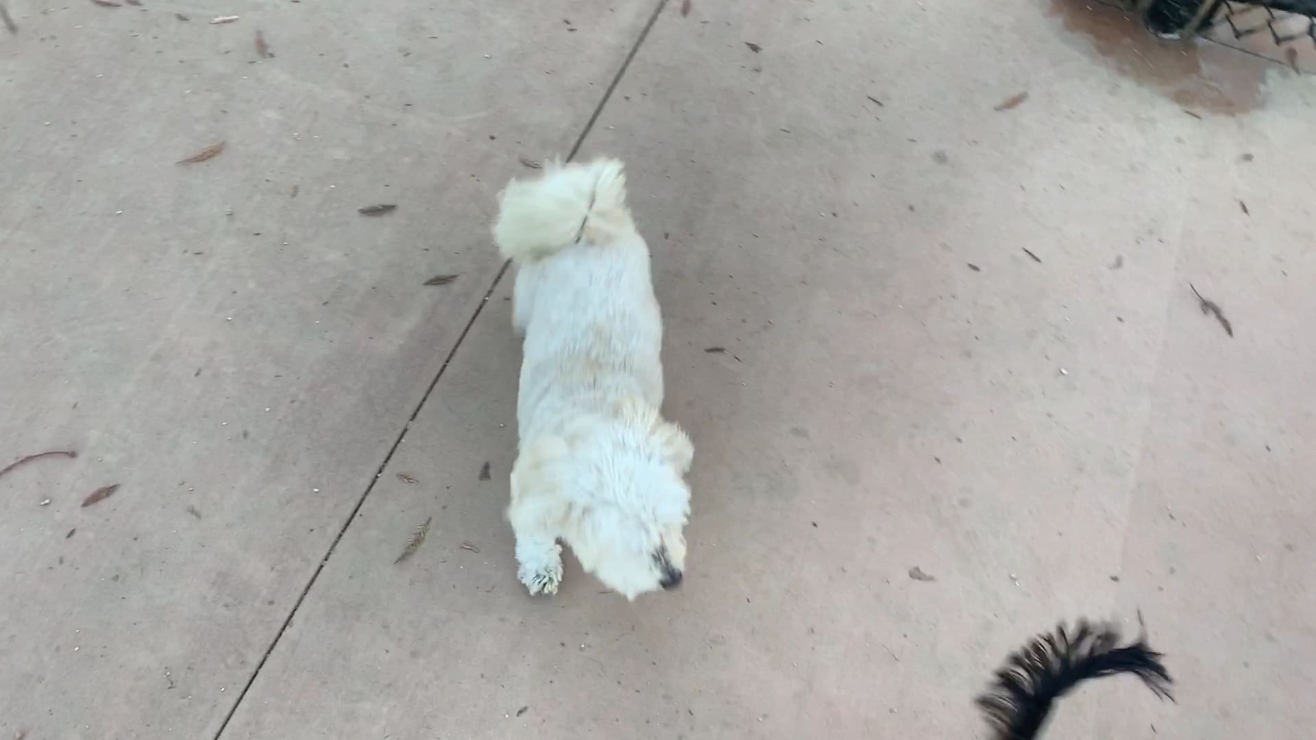 Westwoof Dog Park - Los Angeles, CA