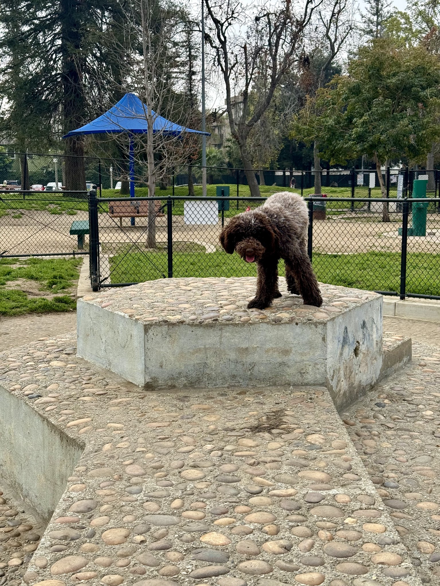 Westwoof Dog Park - Los Angeles, CA