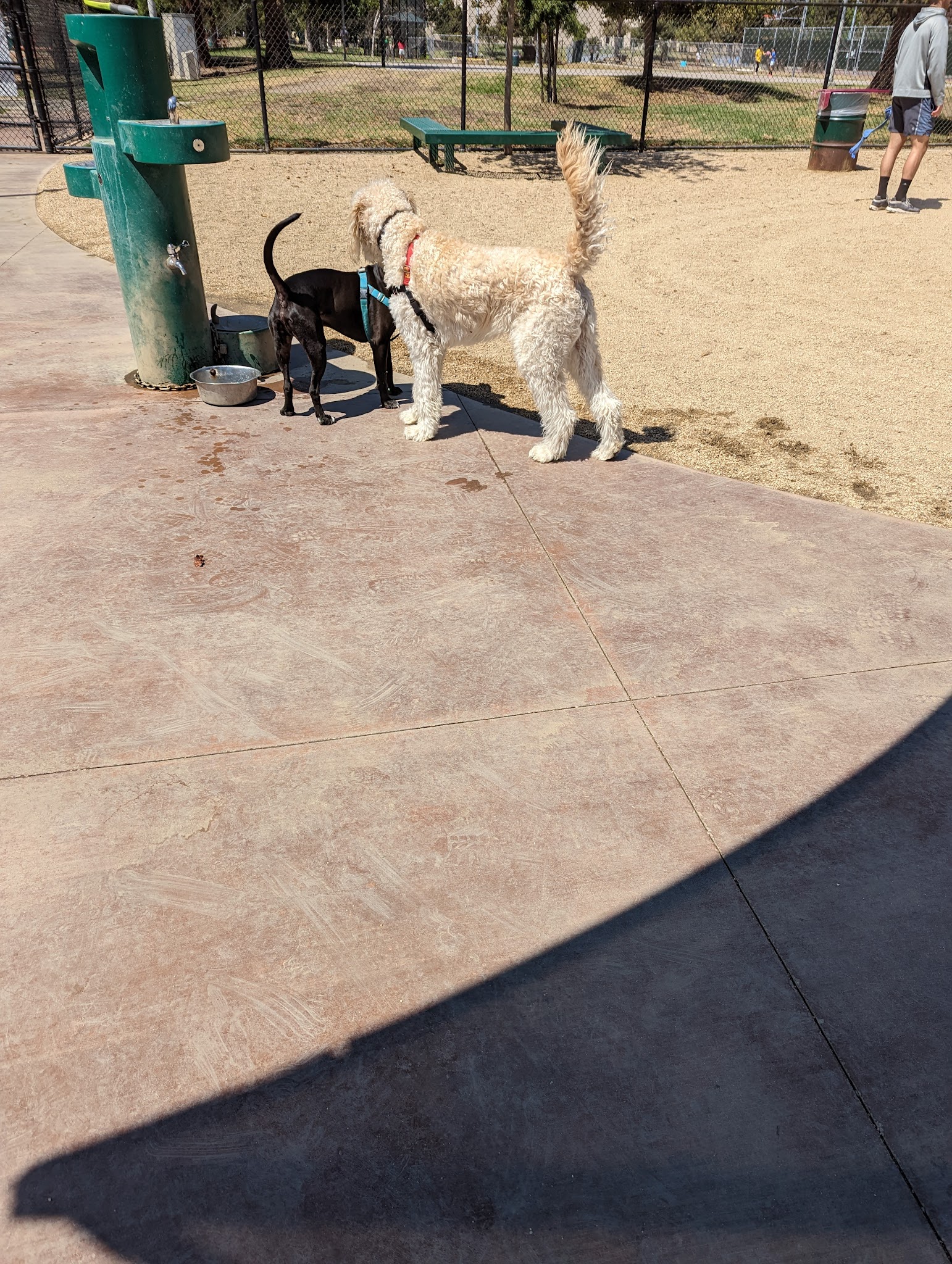 Westwoof Dog Park - Los Angeles, CA