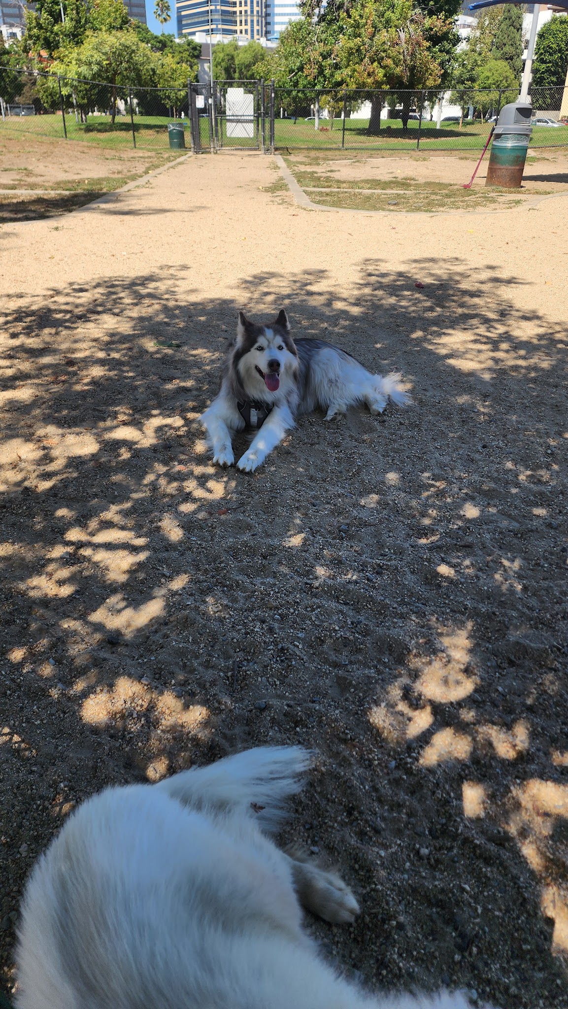 Westwoof Dog Park - Los Angeles, CA