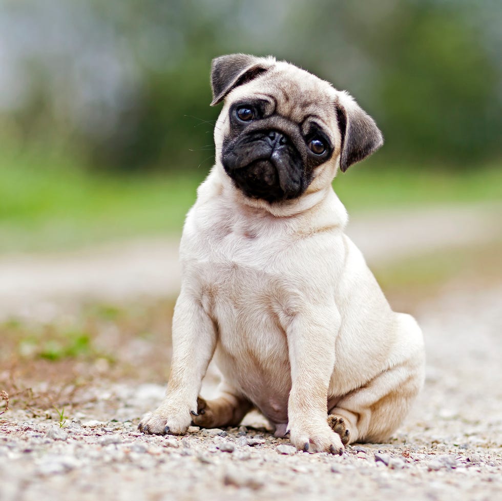 Dogtor Doolittle - Los Lunas, NM