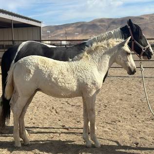 Dogtor Doolittle - Los Lunas, NM