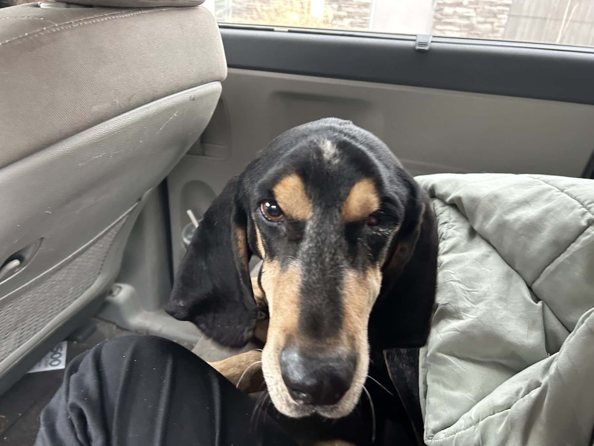 Lawrence County Humane Society - Louisa, KY