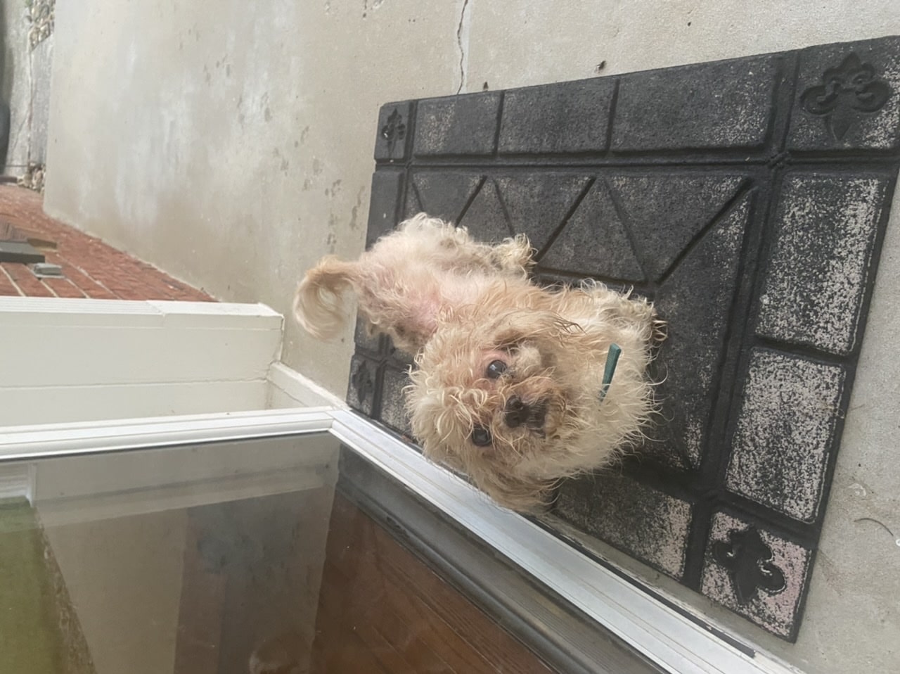 Lawrence County Humane Society - Louisa, KY