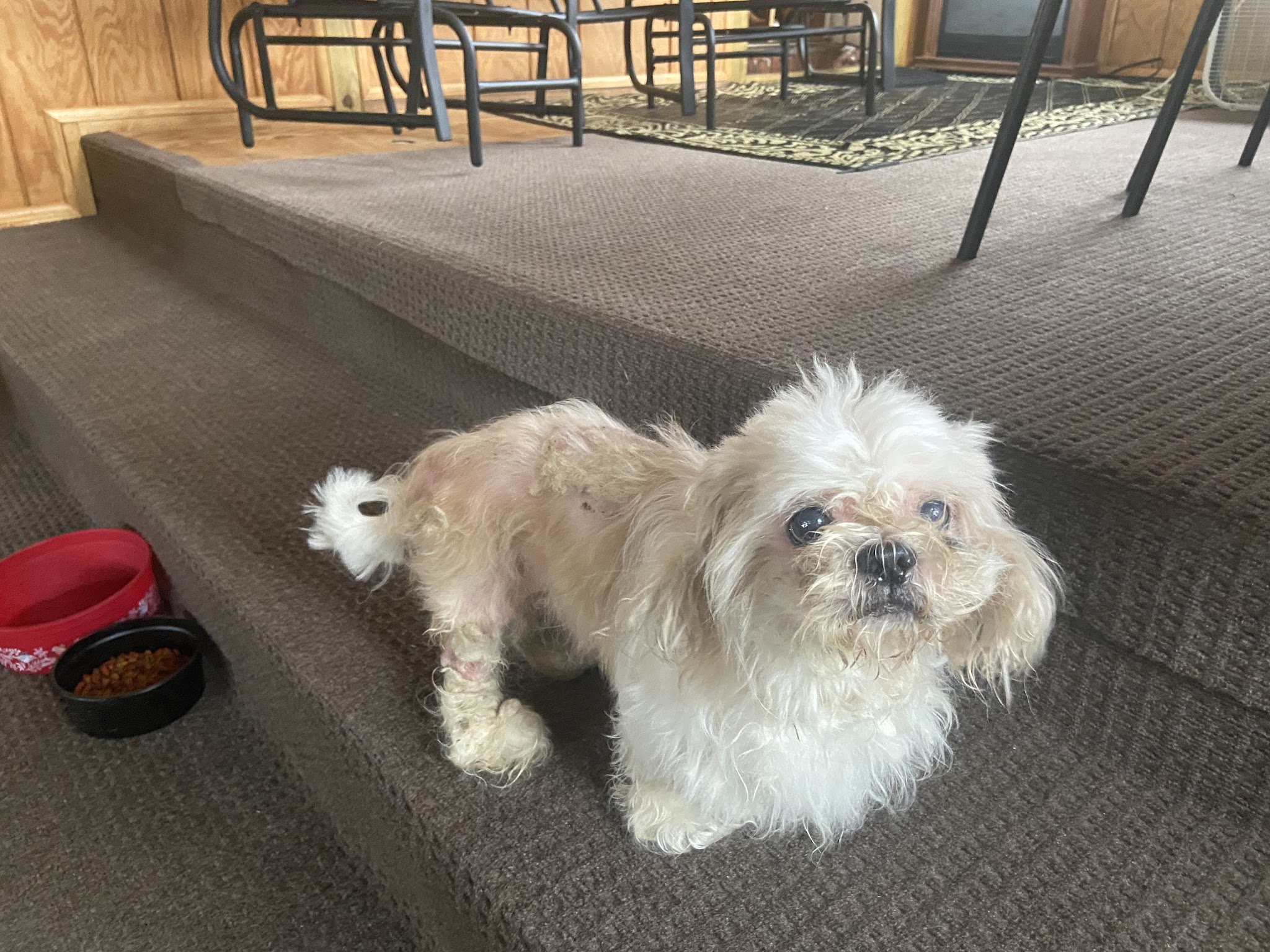 Lawrence County Humane Society - Louisa, KY