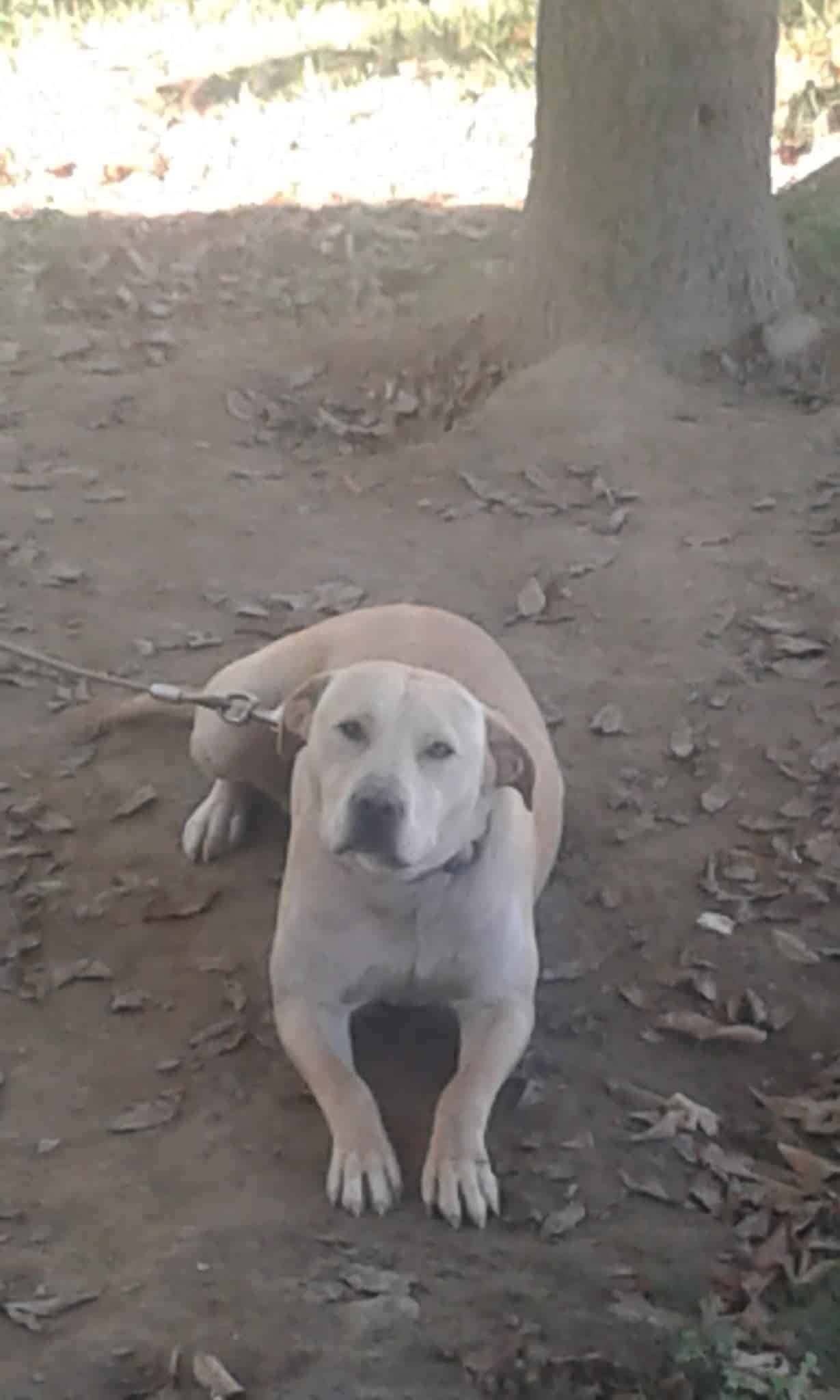 Lawrence County Humane Society - Louisa, KY