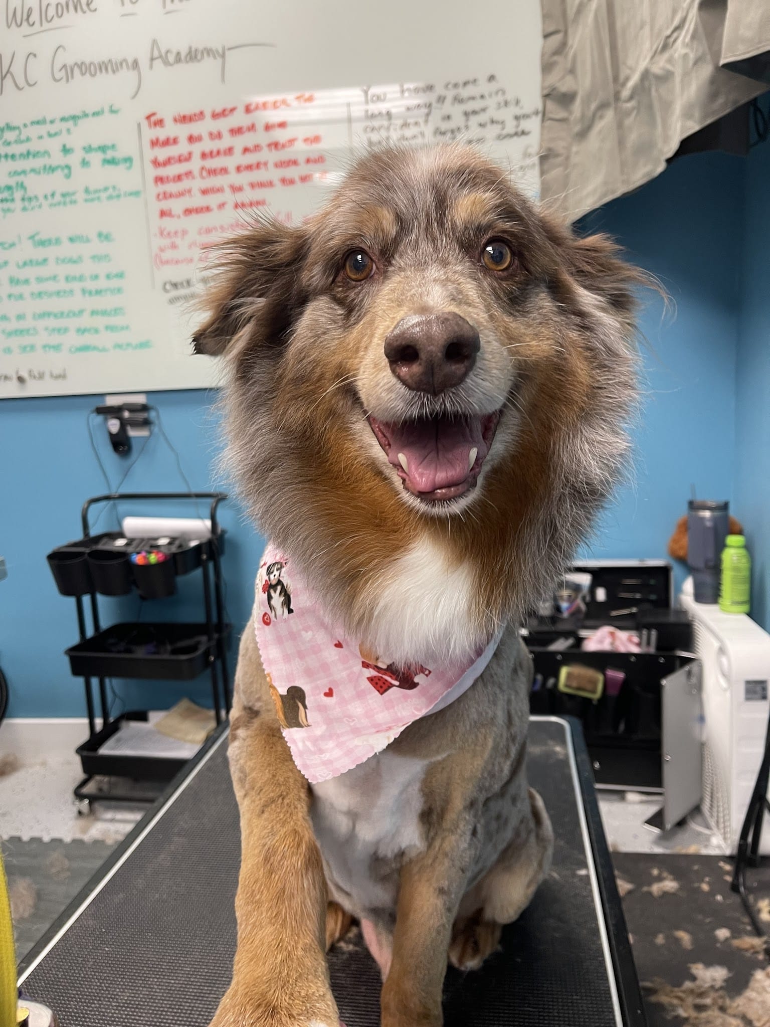 The Hound Lounge LLC - Louisburg, KS