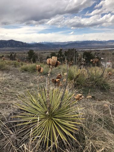 Davidson Mesa Open Space Dog Off-leash area - Louisville, CO