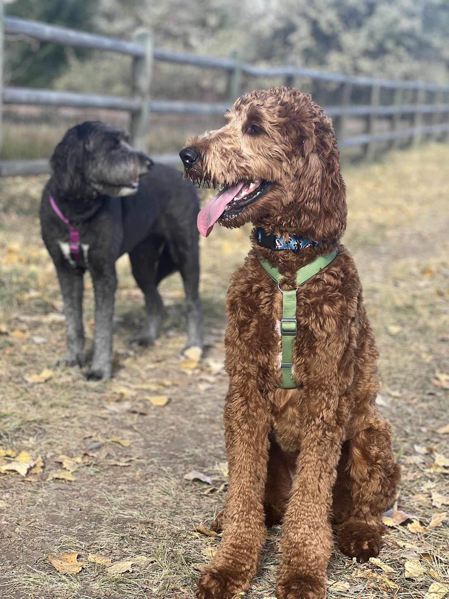 Larimer Humane Society Dog Park - Loveland, CO