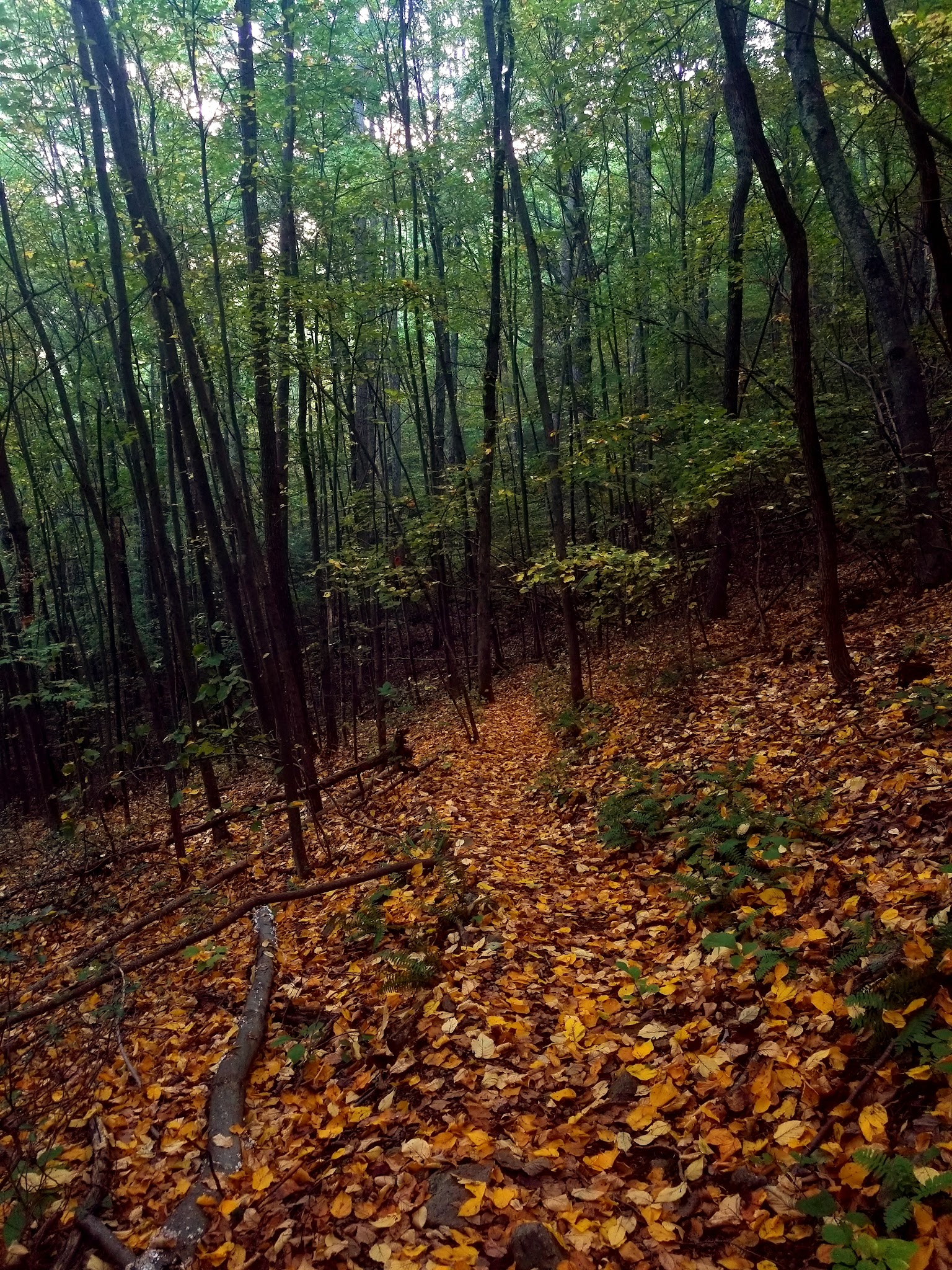 Fortune's Cove Preserve - Lovingston, VA