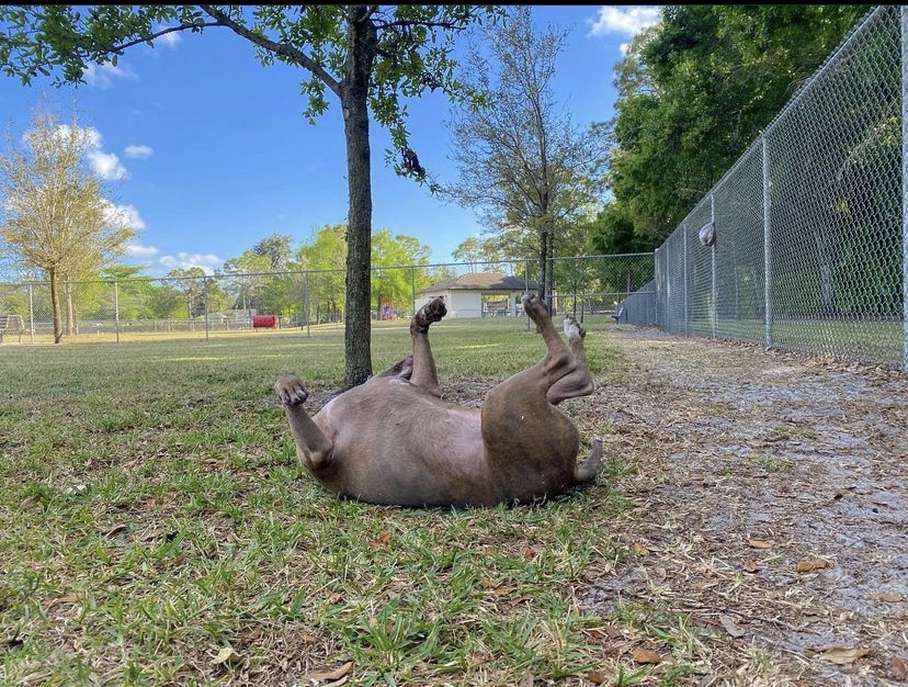 Downers Dog Park - Loxahatchee, FL