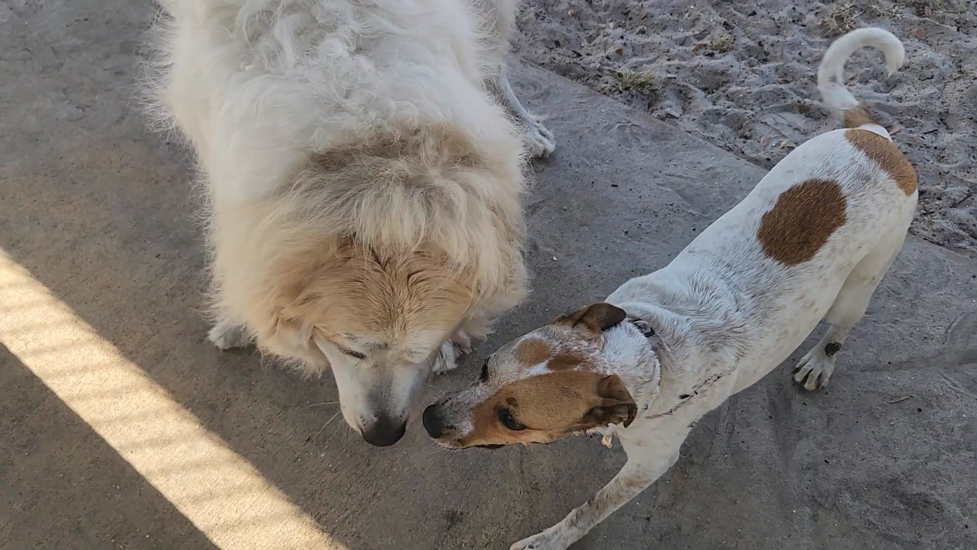 Downers Dog Park - Loxahatchee, FL